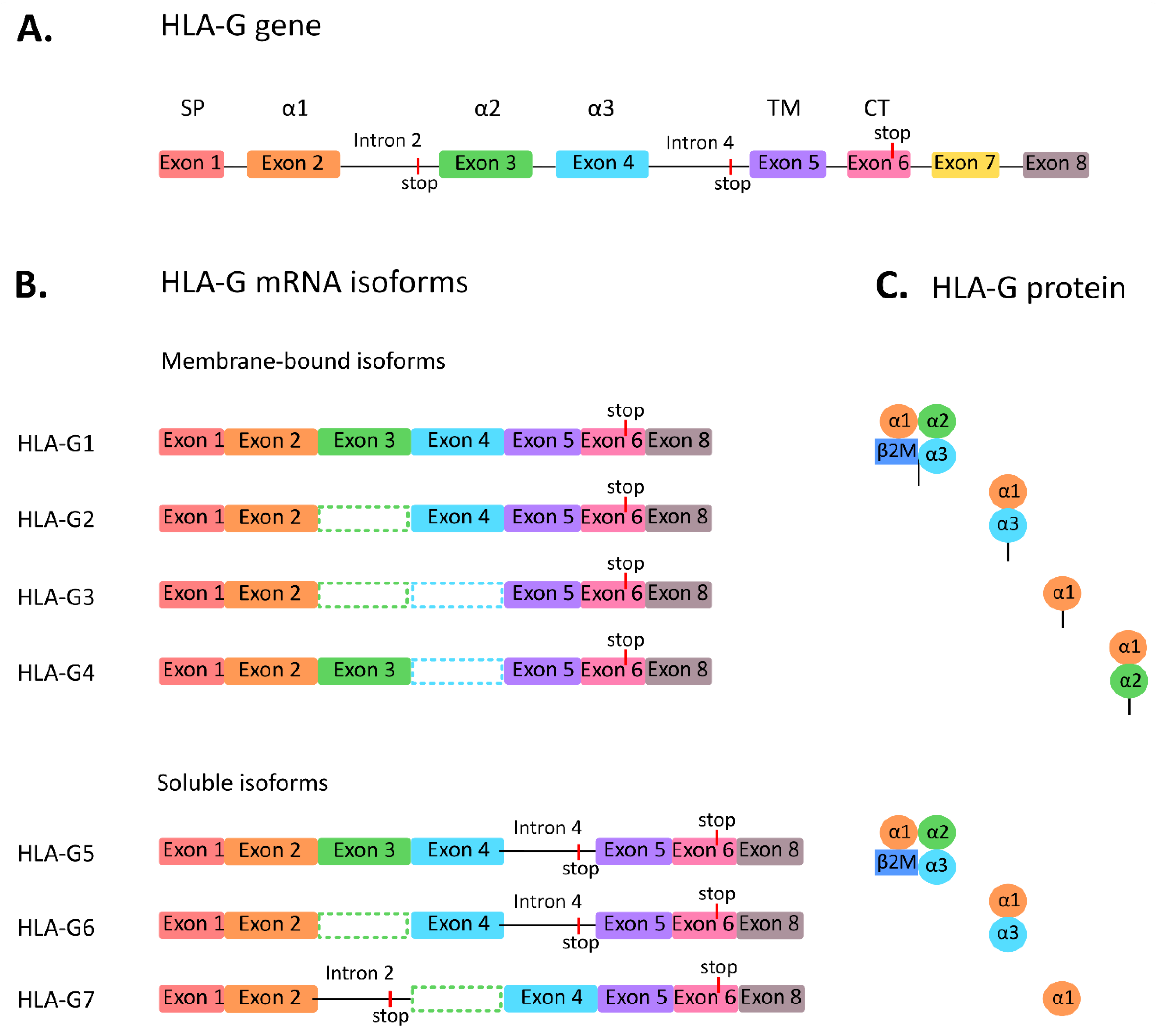 Ijms 21 04528 g001 Ijms 21 04528 g001