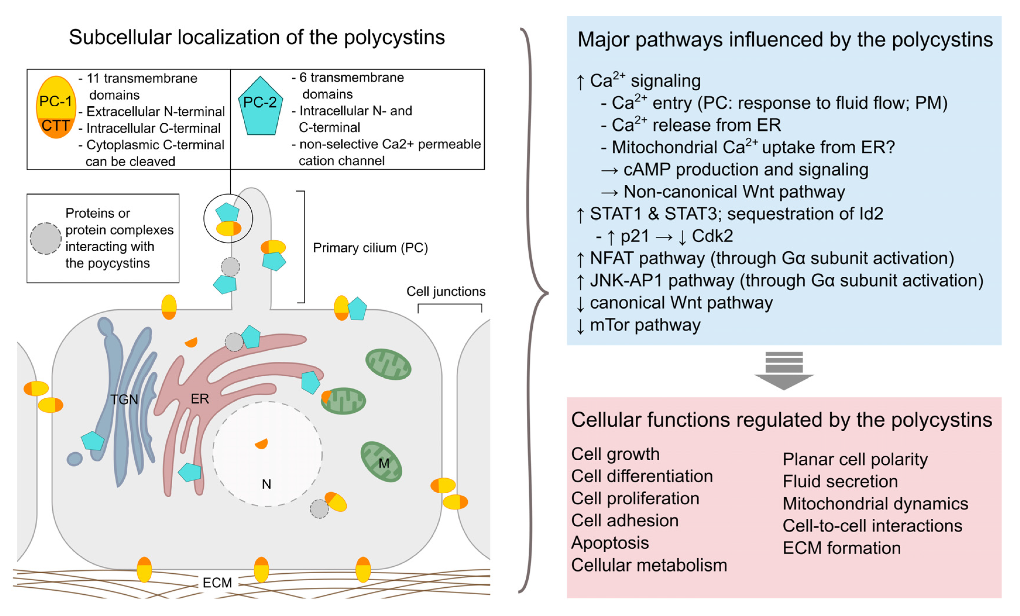 IJMS | Full-Text | Overview of In Vivo and In Vitro Models for Autosomal Dominant Polycystic Disease: A Journey from 3D-Cysts to Mini-Pigs