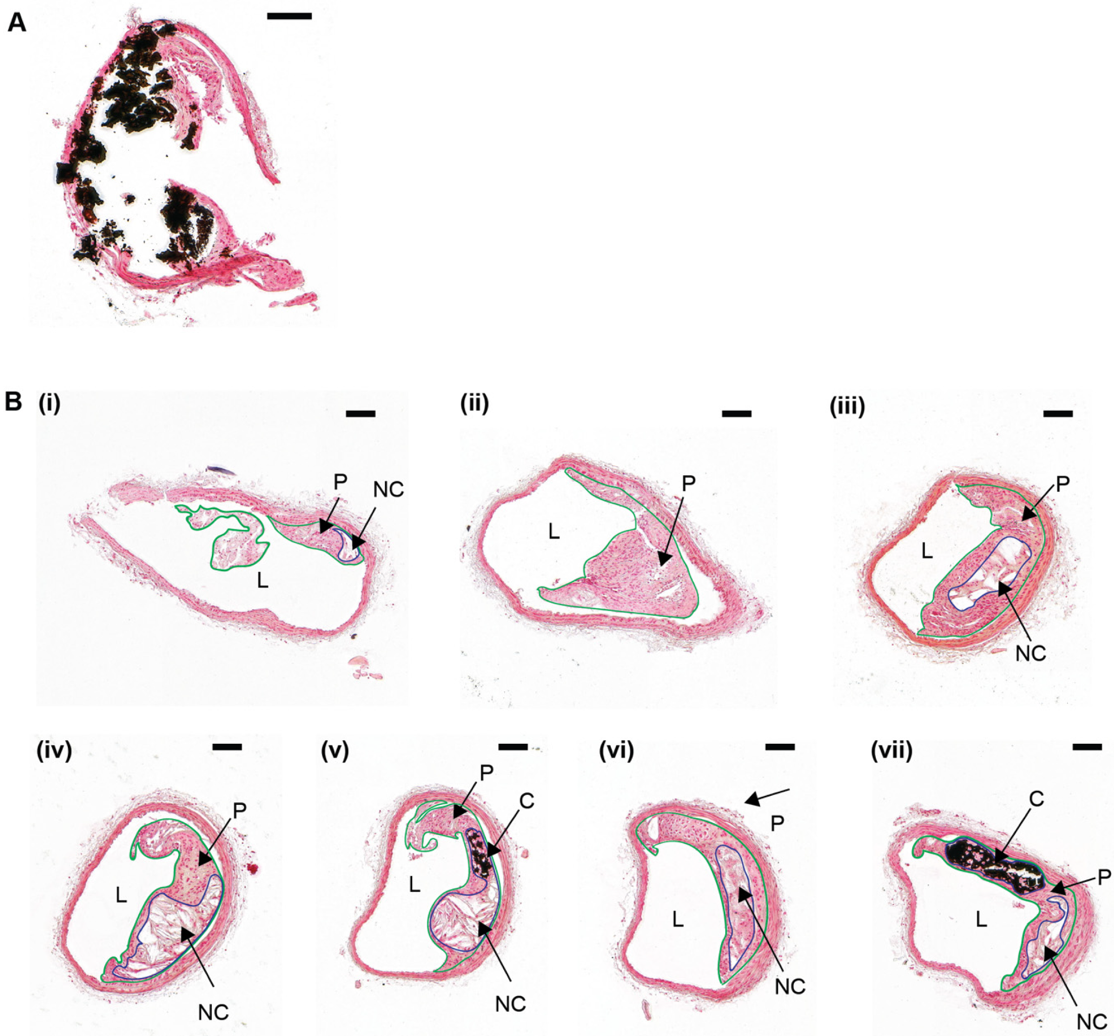 Ijms 21 04538 g002 Ijms 21 04538 g002