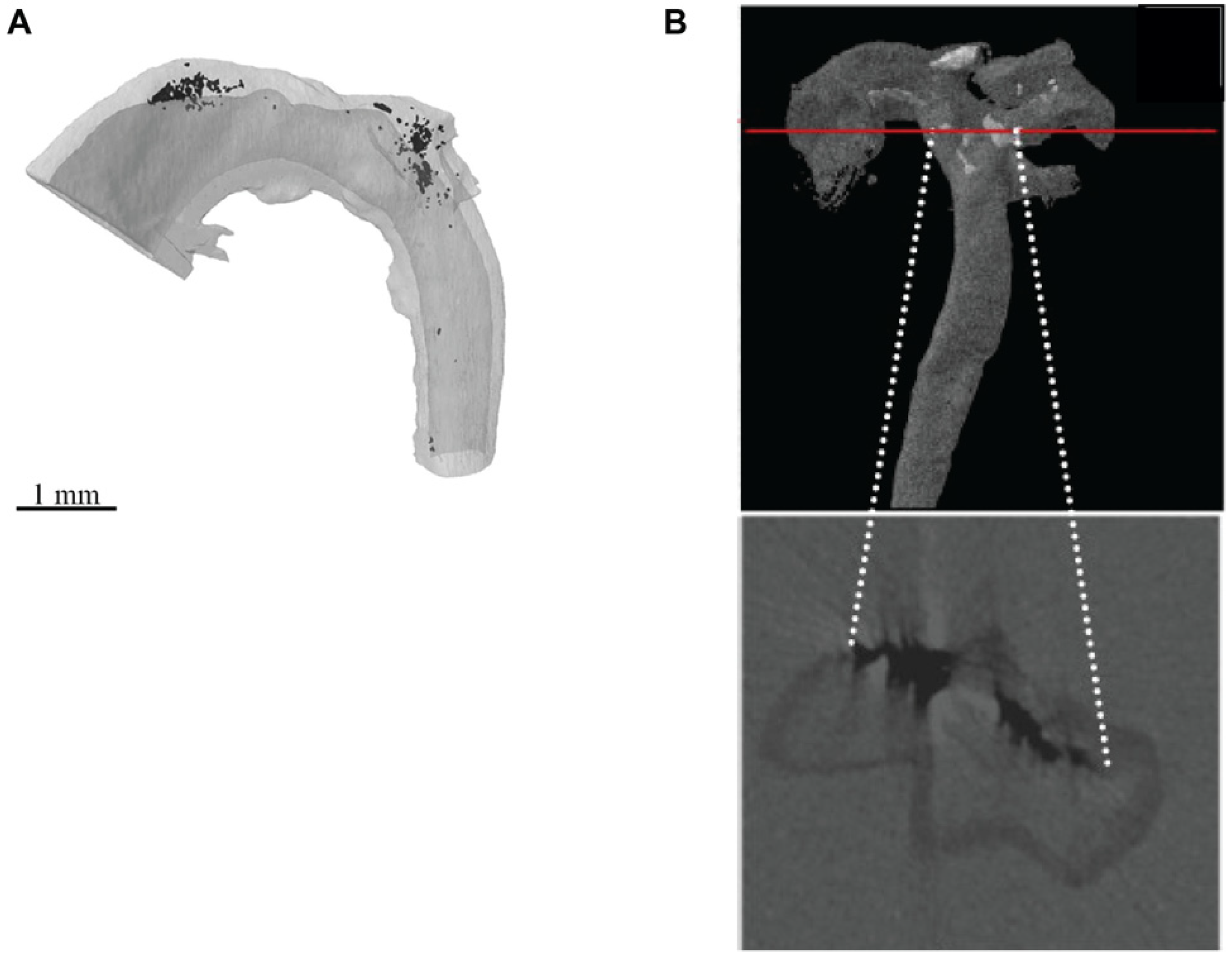 X-ray microtomography to evaluate the efficacy of paraffin wax