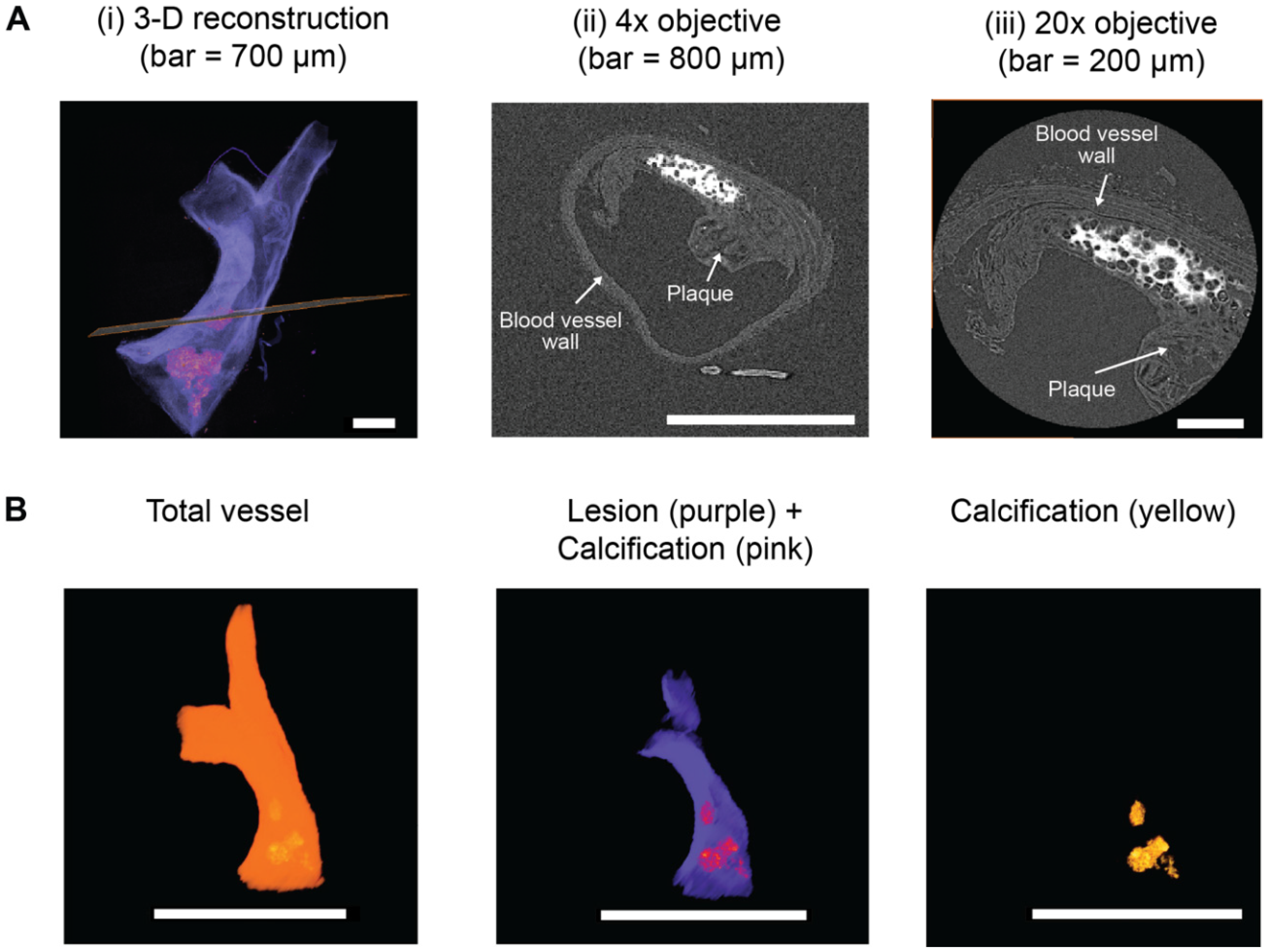 Ijms 21 04538 g005 Ijms 21 04538 g005