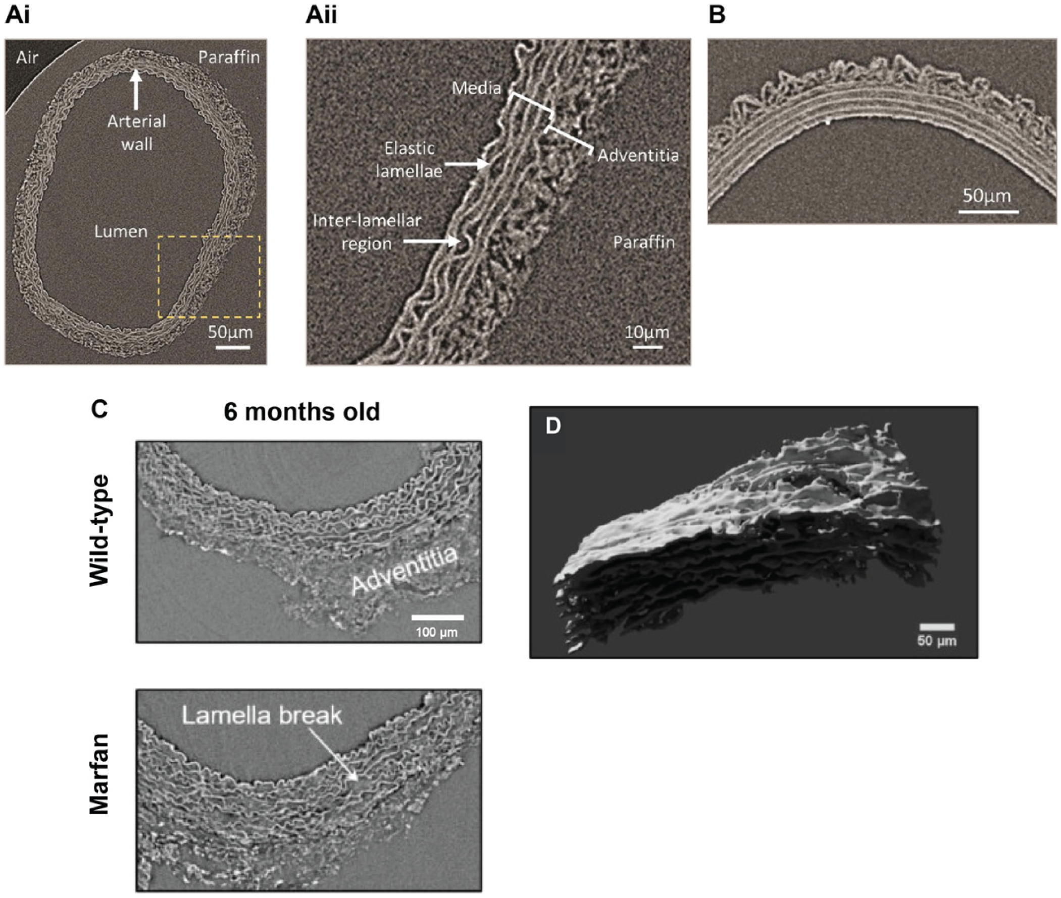 Ijms 21 04538 g006 Ijms 21 04538 g006