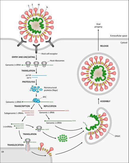 ビーズ Controllable nanopore SERS platform for single-molecule