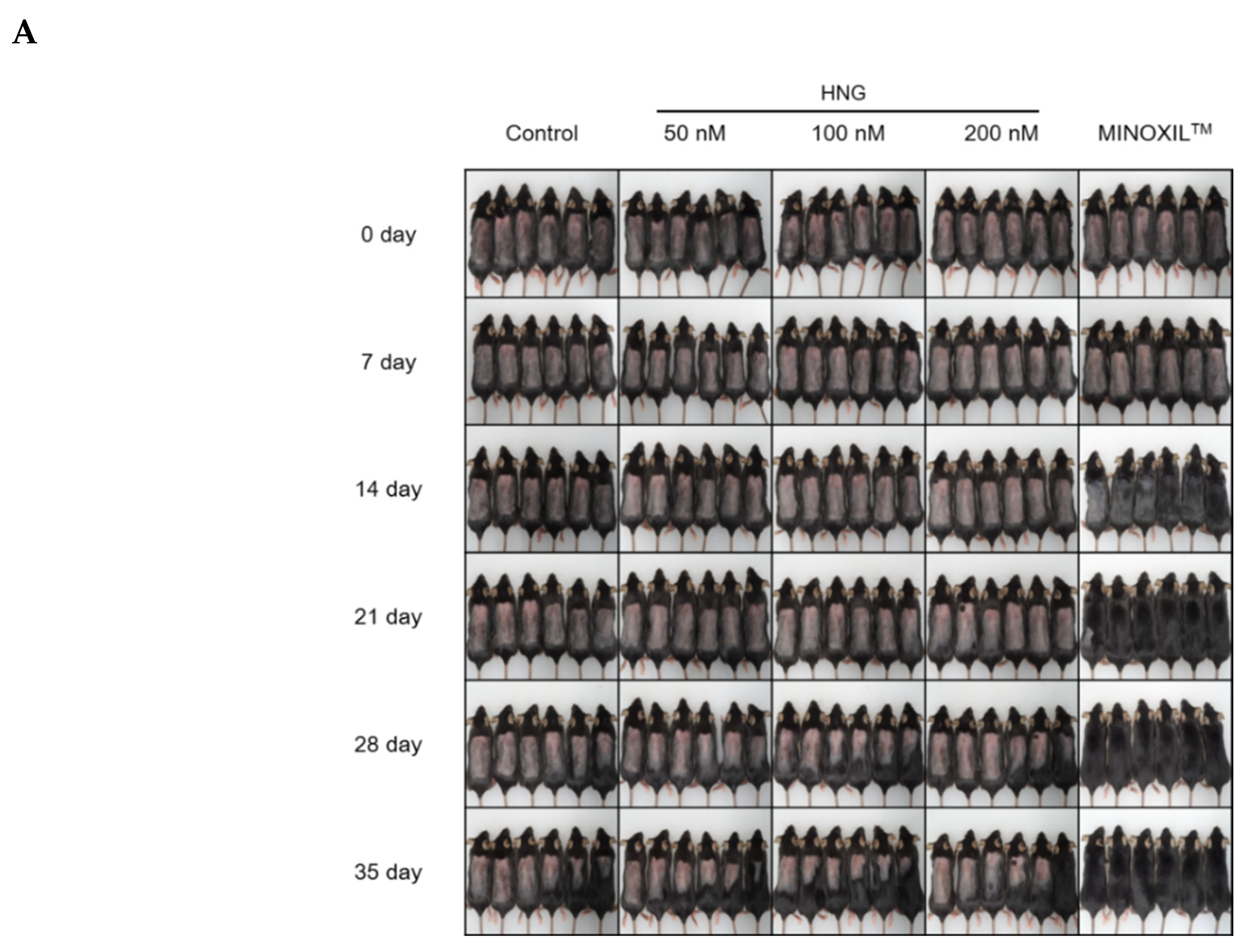 Ijms 21 04553 g003a Ijms 21 04553 g003a