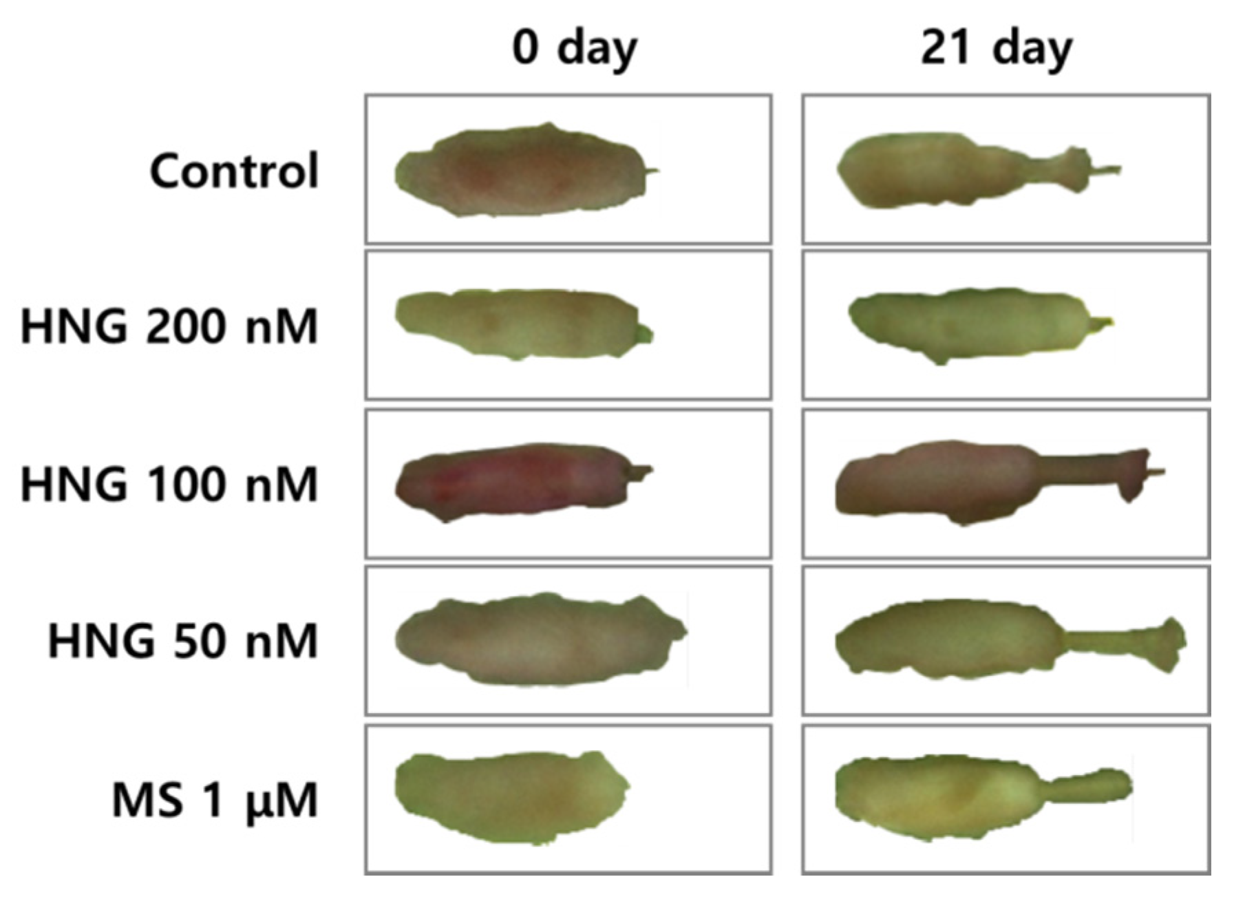 Ijms 21 04553 g0a1 Ijms 21 04553 g0a1