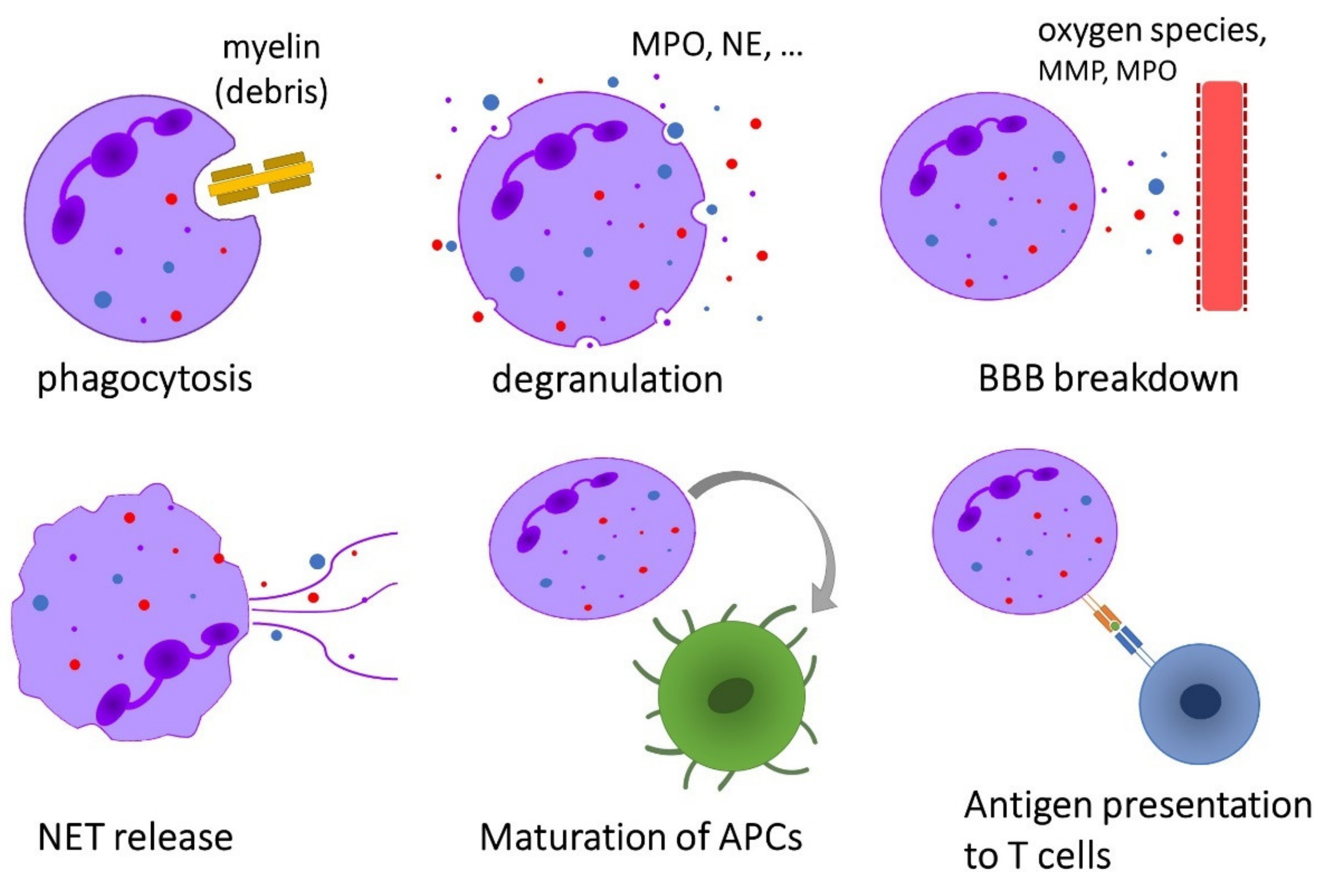 Ijms 21 04558 g002 Ijms 21 04558 g002