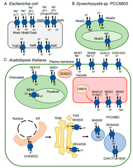 山本B Diverse Physiological Functions of Cation Proton Antiporters