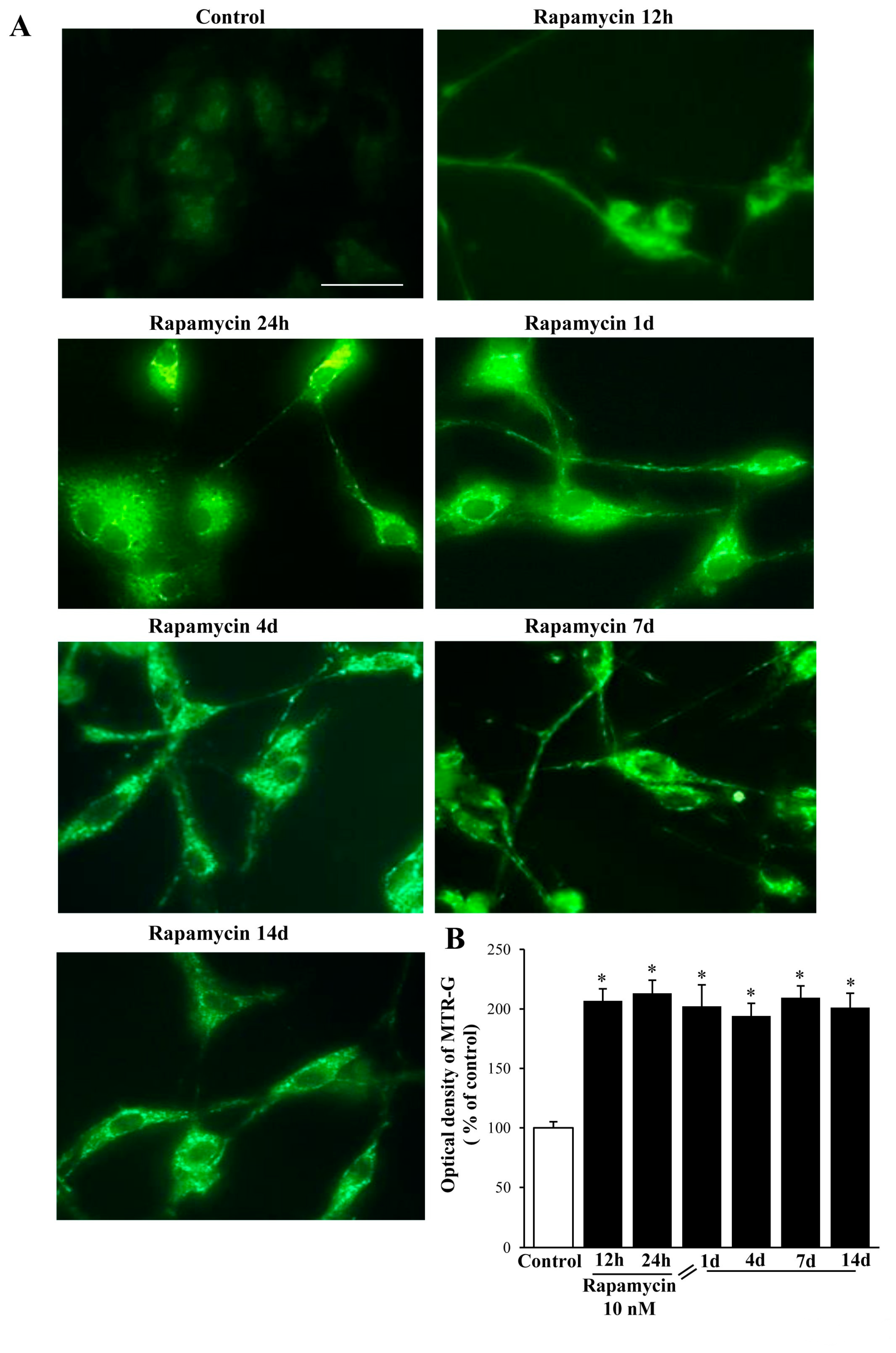Ijms 21 04570 g006 Ijms 21 04570 g006
