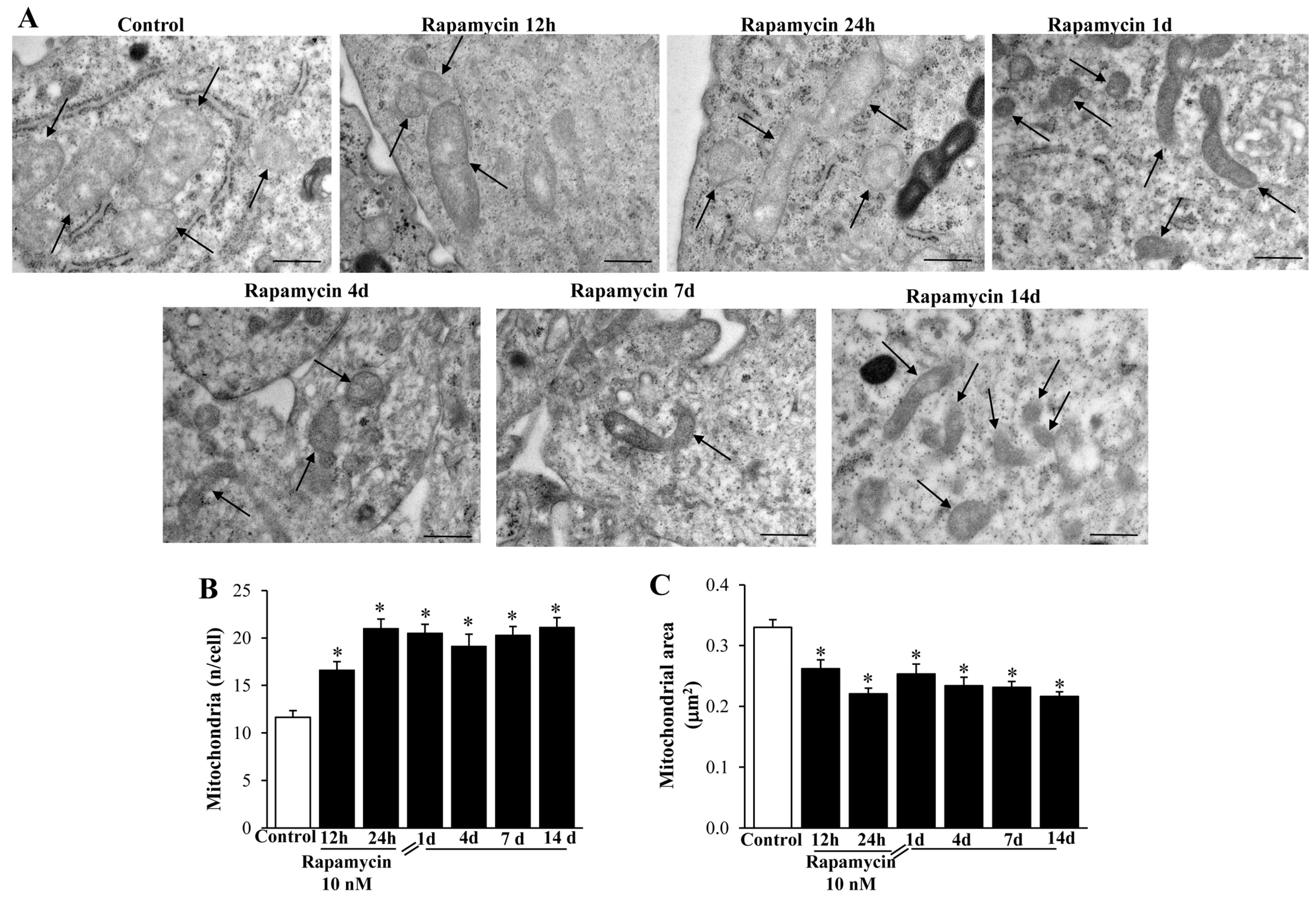 Ijms 21 04570 g007 Ijms 21 04570 g007