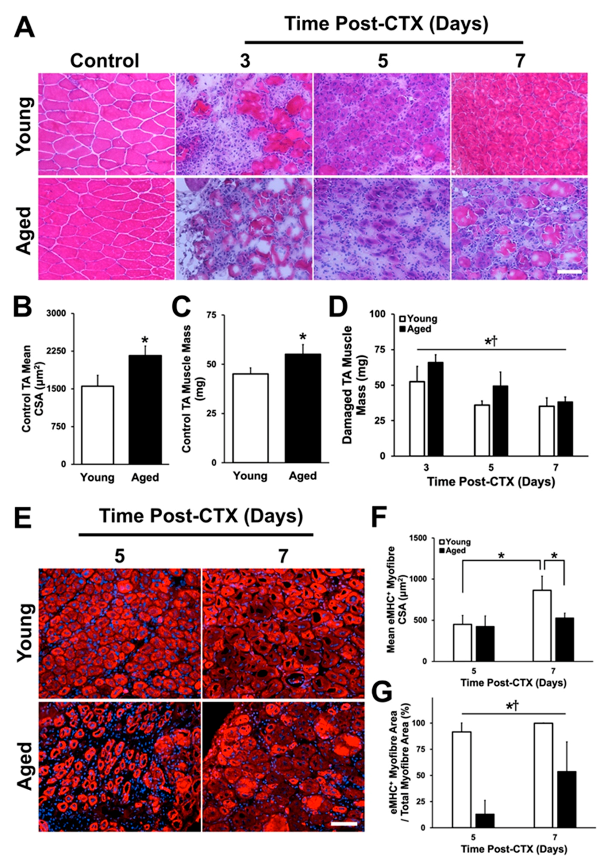 Ijms 21 04575 g002 Ijms 21 04575 g002