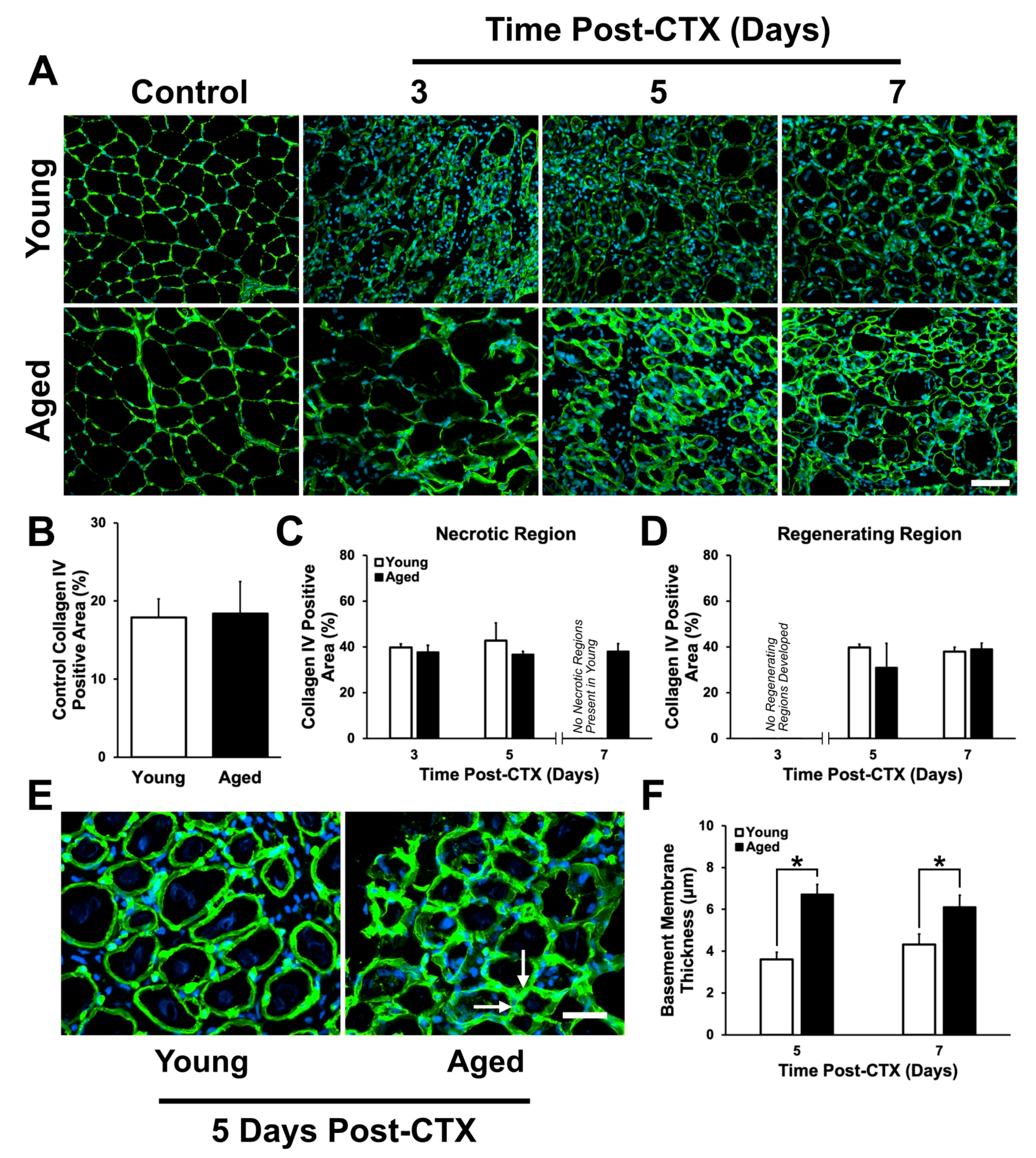 Ijms 21 04575 g005 Ijms 21 04575 g005
