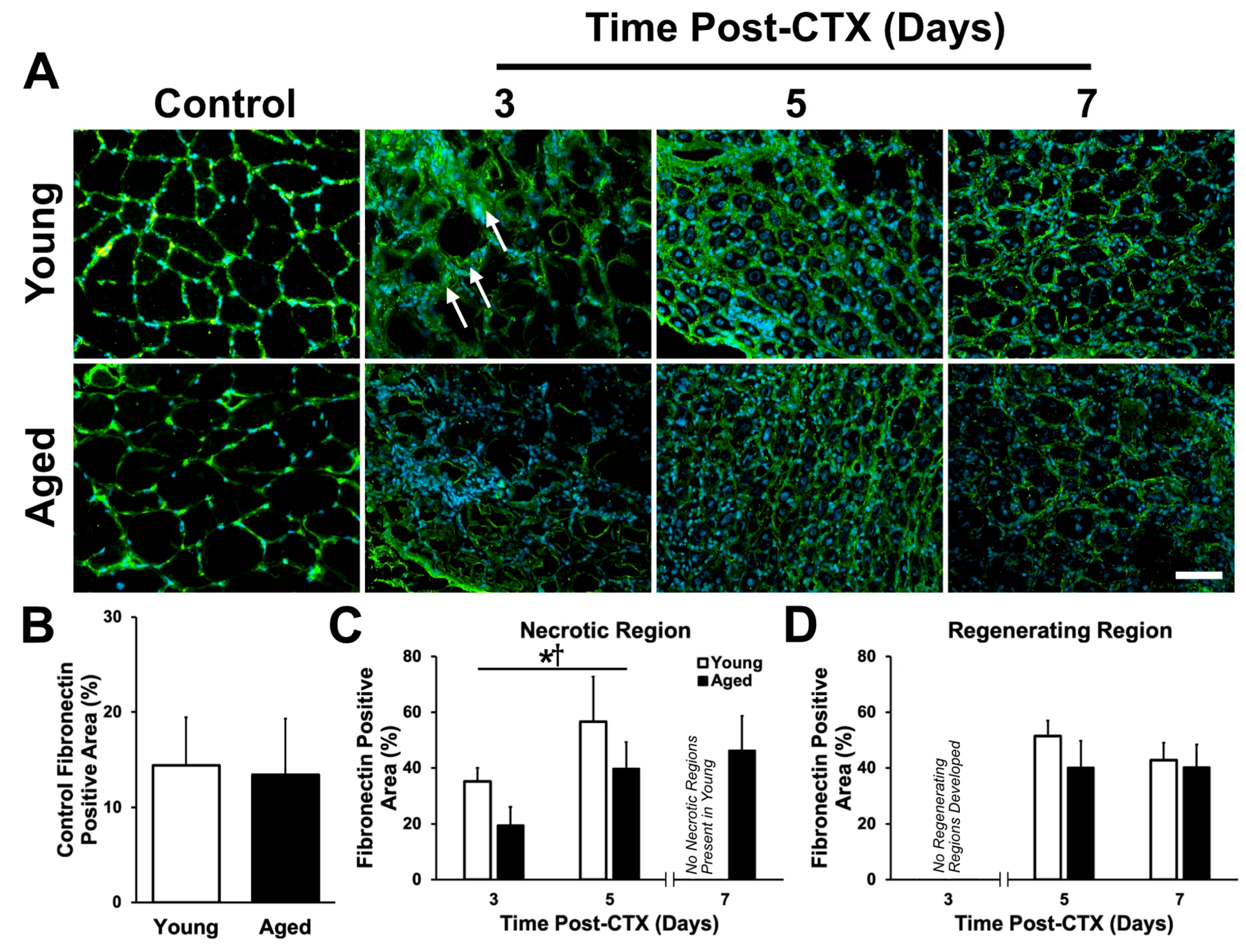 Ijms 21 04575 g006 Ijms 21 04575 g006
