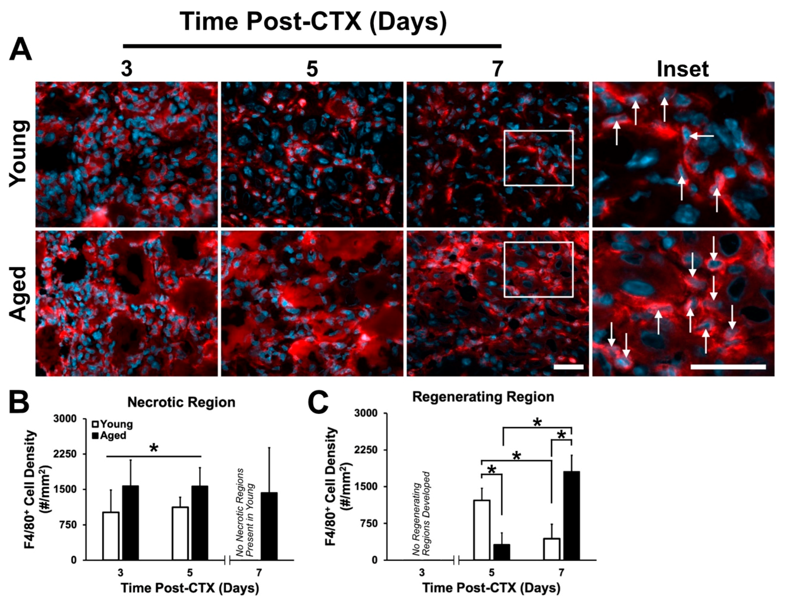 Ijms 21 04575 g007 Ijms 21 04575 g007