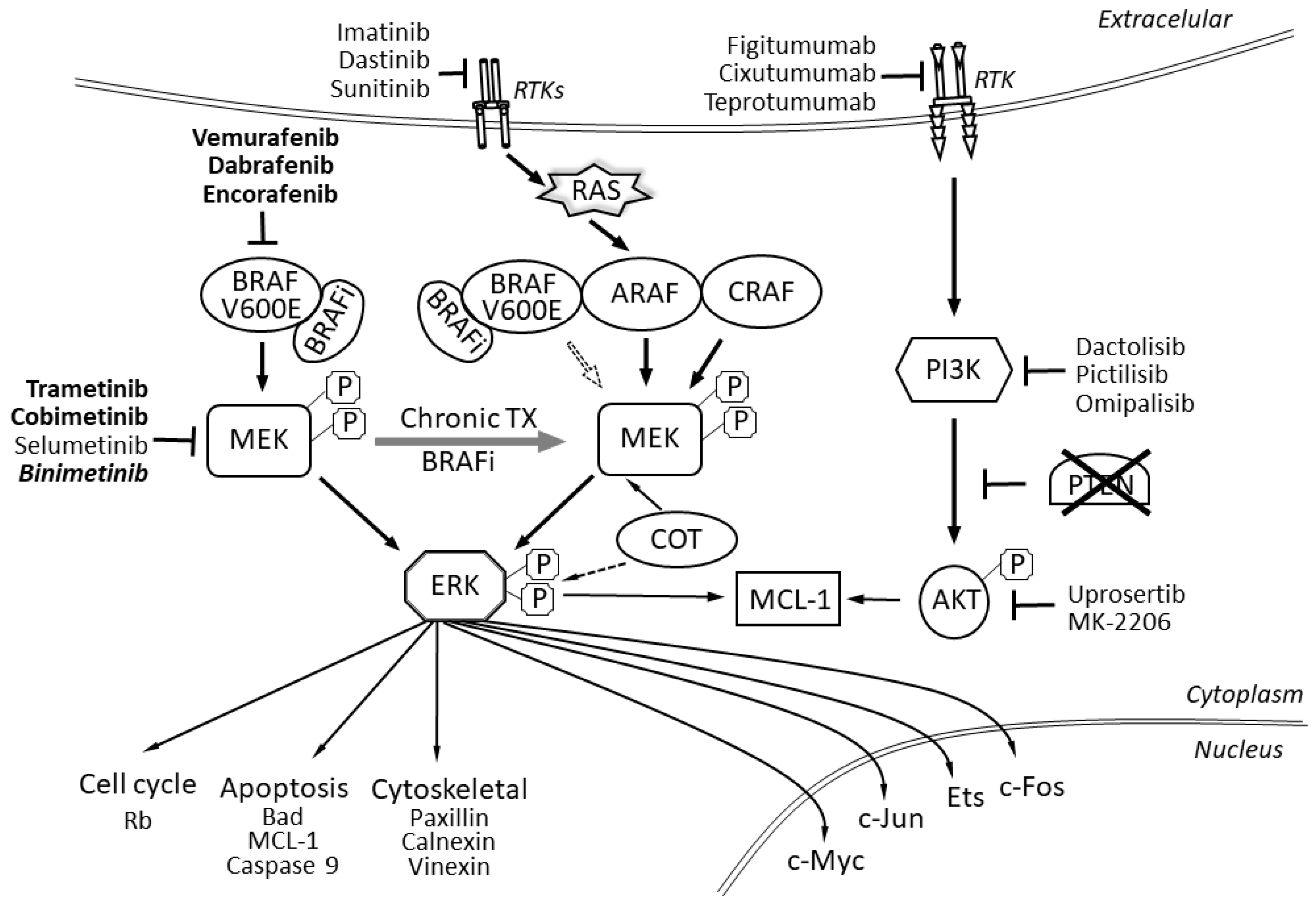 Ijms 21 04576 g001 Ijms 21 04576 g001