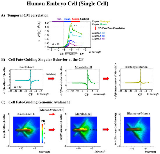 Cell-Fate Determination from Embryo to Cancer Development