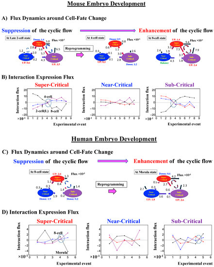 Cell-Fate Determination from Embryo to Cancer Development