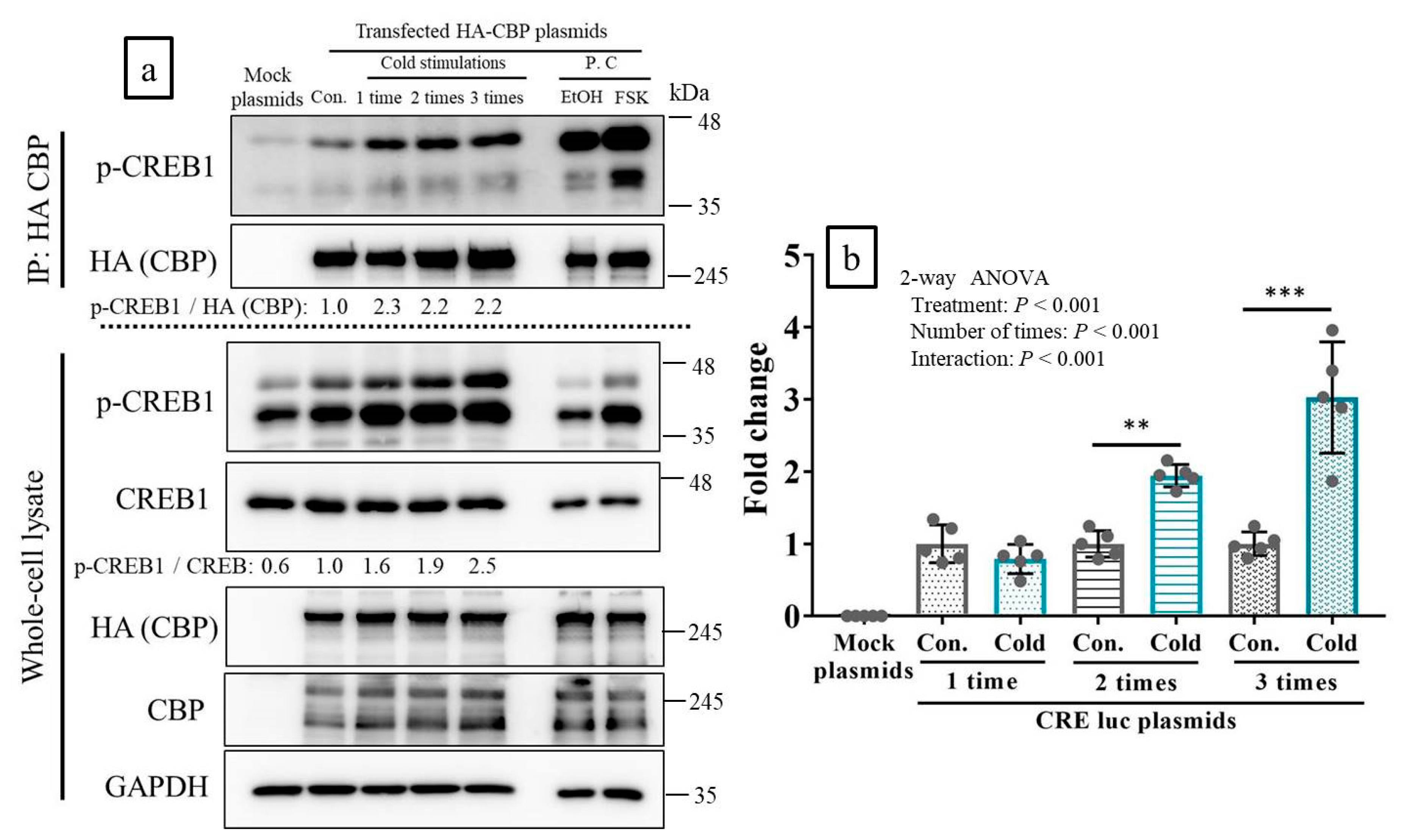 Ijms 21 04588 g003 Ijms 21 04588 g003