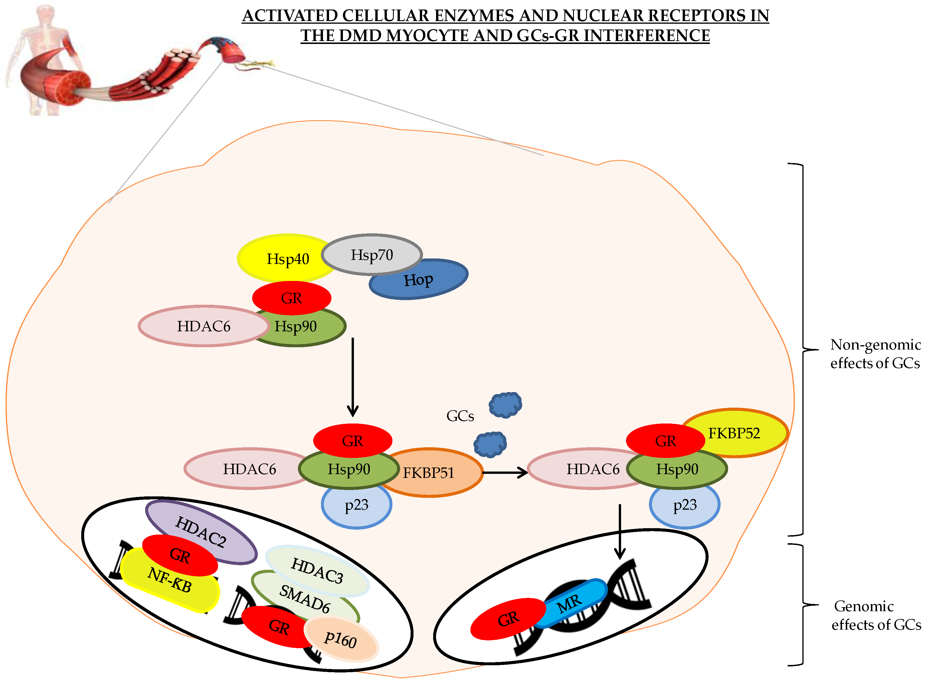 Ijms 21 04596 g002 Ijms 21 04596 g002