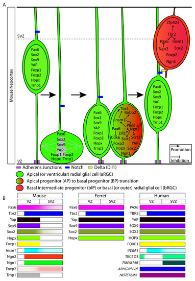 Temporally Regulated and Tissue-Specific Gene Manipulations in the