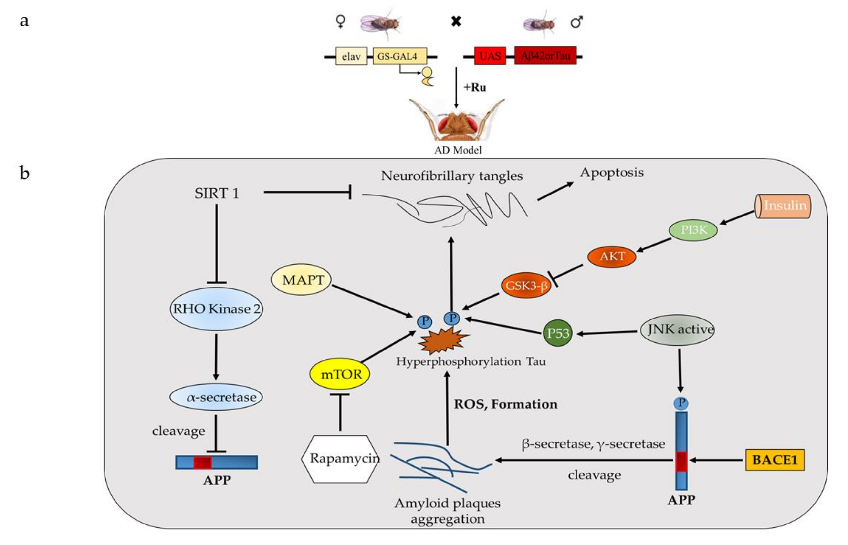 Ijms 21 04621 g002 Ijms 21 04621 g002