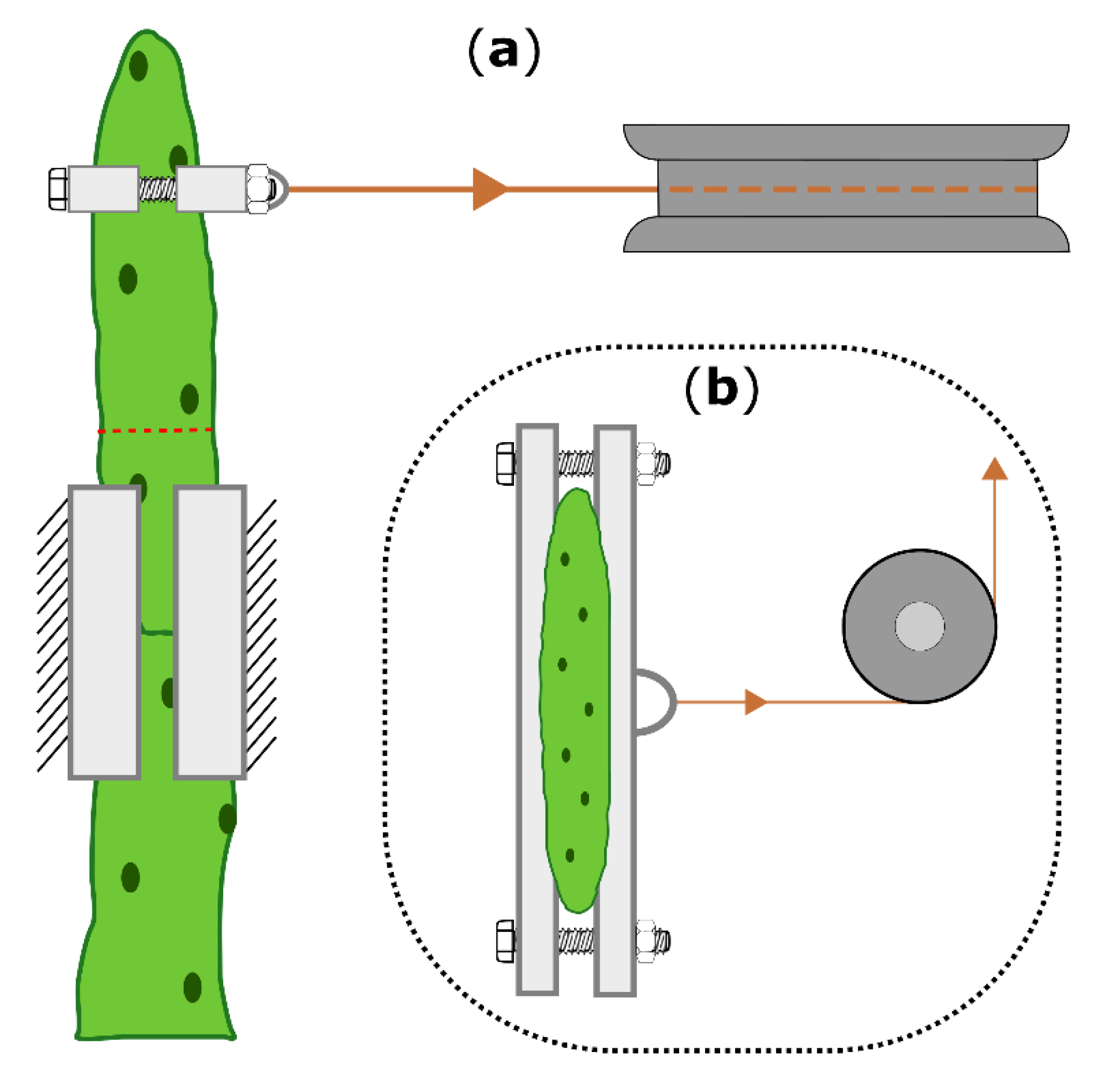 Ijms 21 04630 g006 Ijms 21 04630 g006