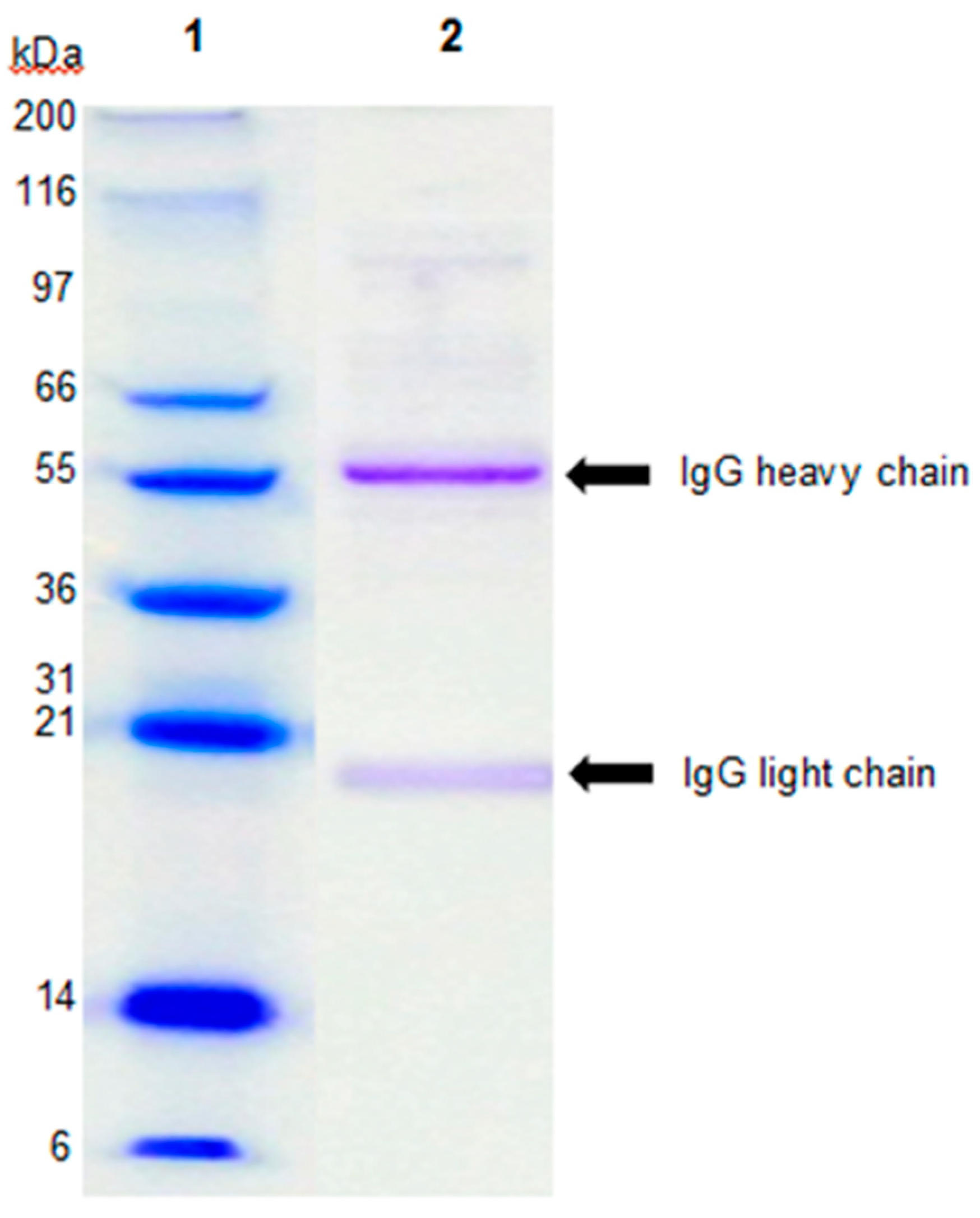 Ijms 21 04632 g001 Ijms 21 04632 g001