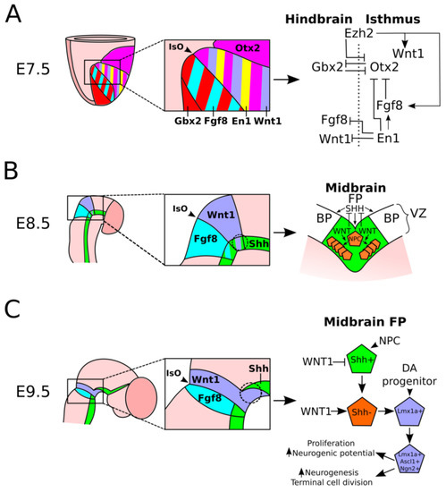 Acquisition of the Midbrain Dopaminergic Neuronal Identity