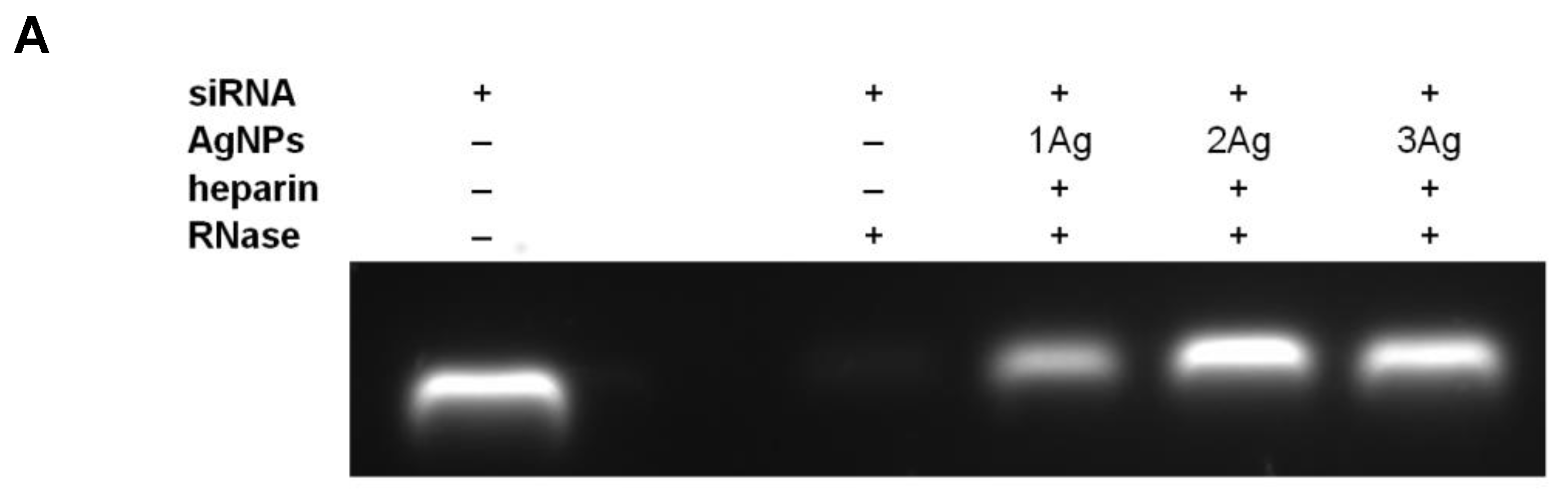 Ijms 21 04647 g003a Ijms 21 04647 g003a