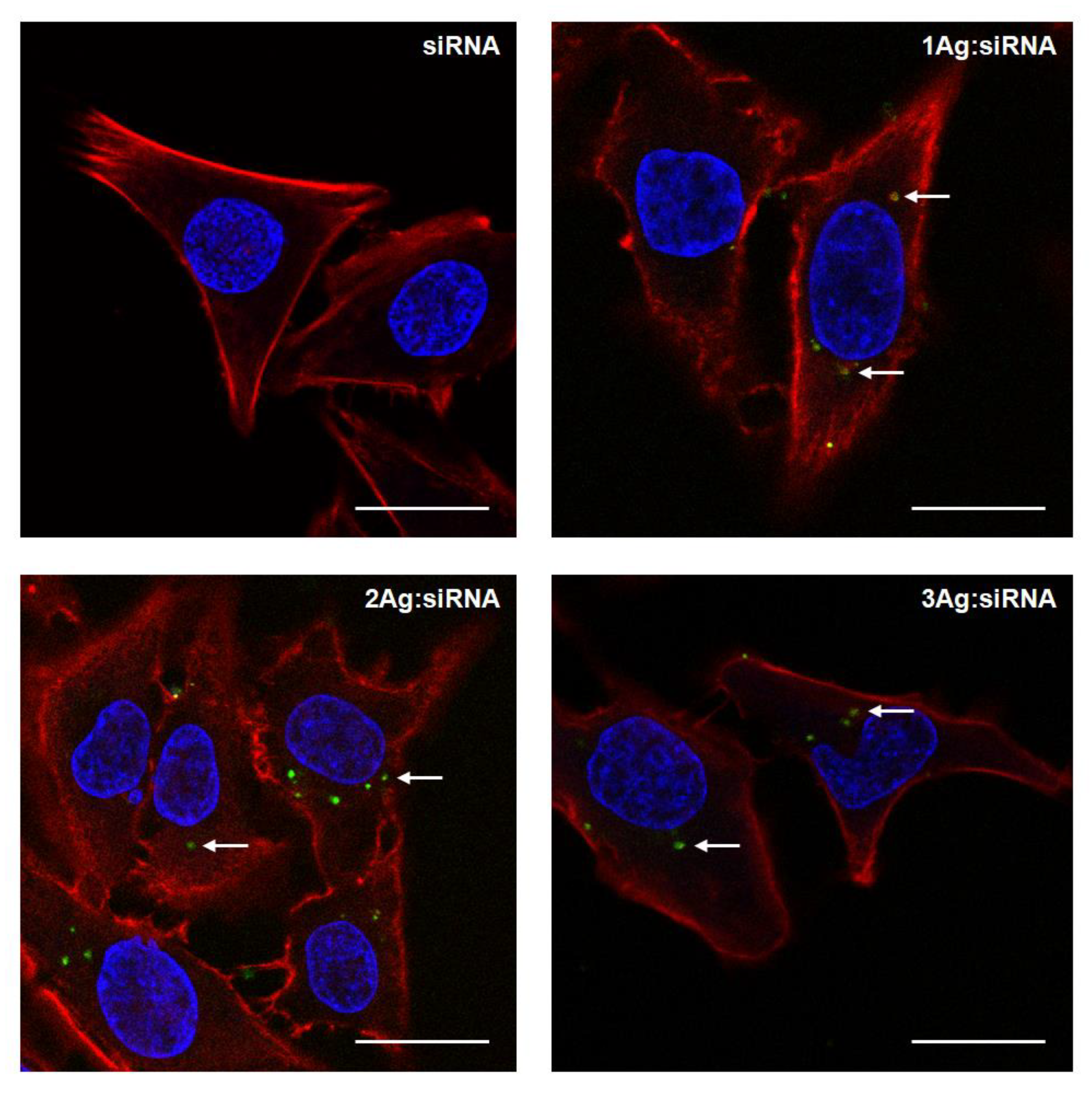 Ijms 21 04647 g007 Ijms 21 04647 g007