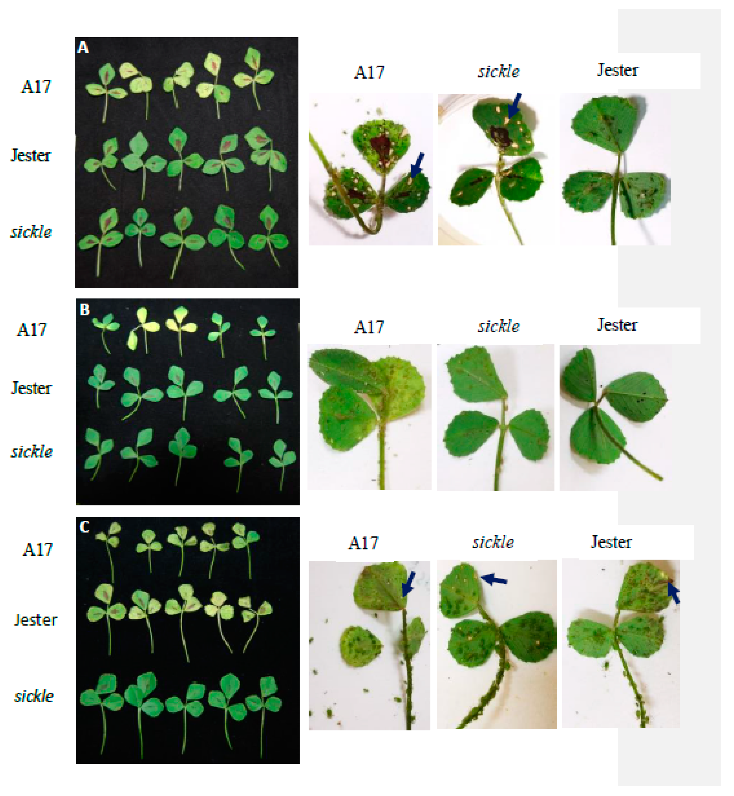 Ijms 21 04657 g004 Ijms 21 04657 g004