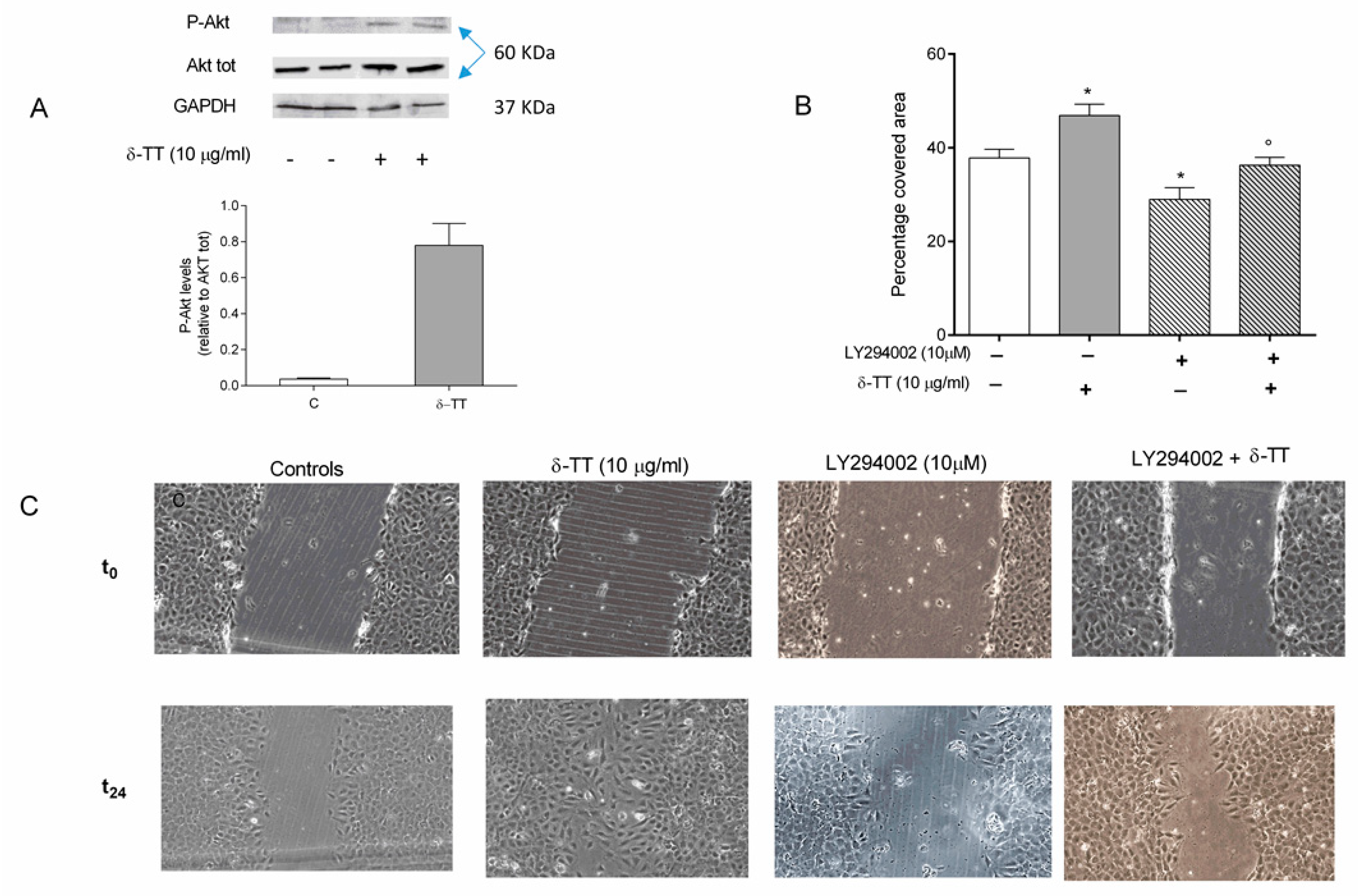 Ijms 21 04661 g005 Ijms 21 04661 g005