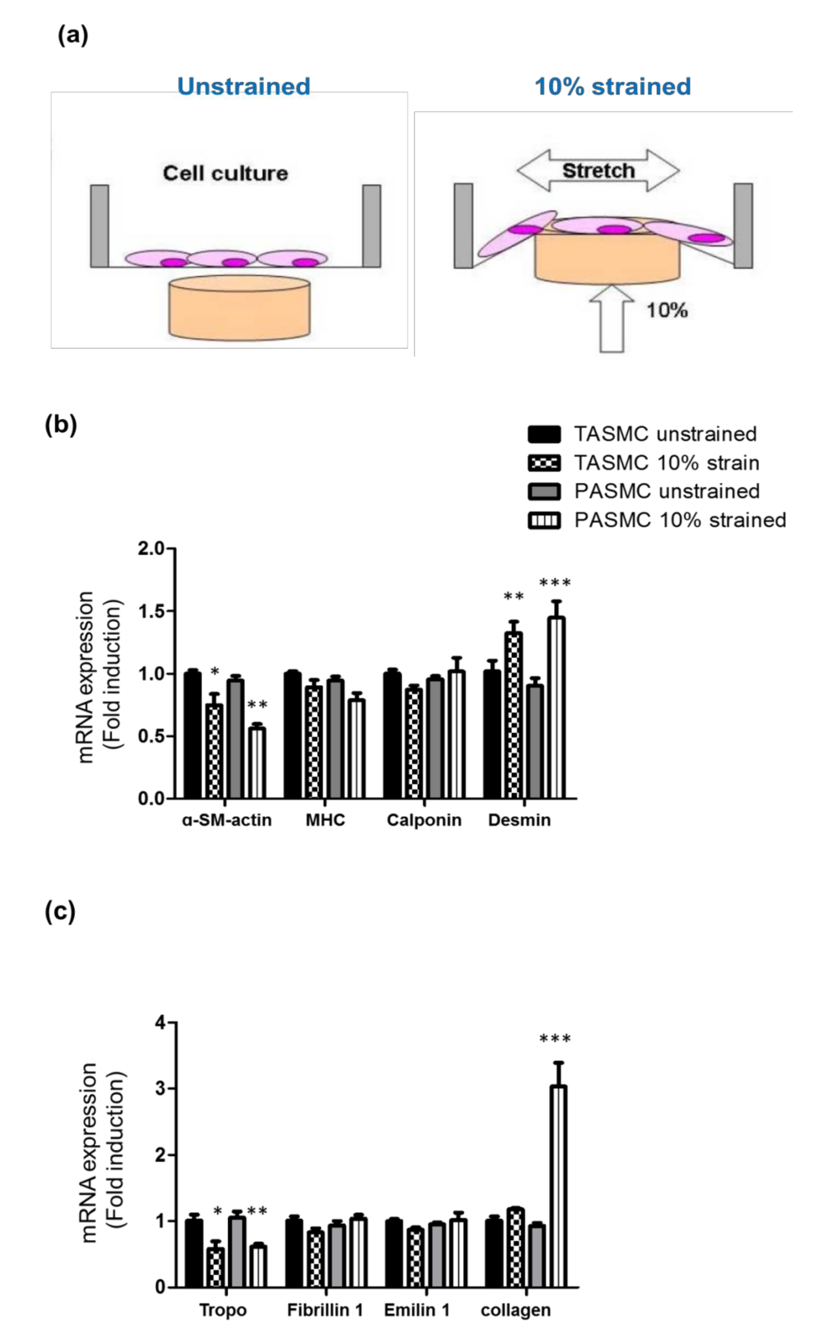 Ijms 21 04676 g003 Ijms 21 04676 g003