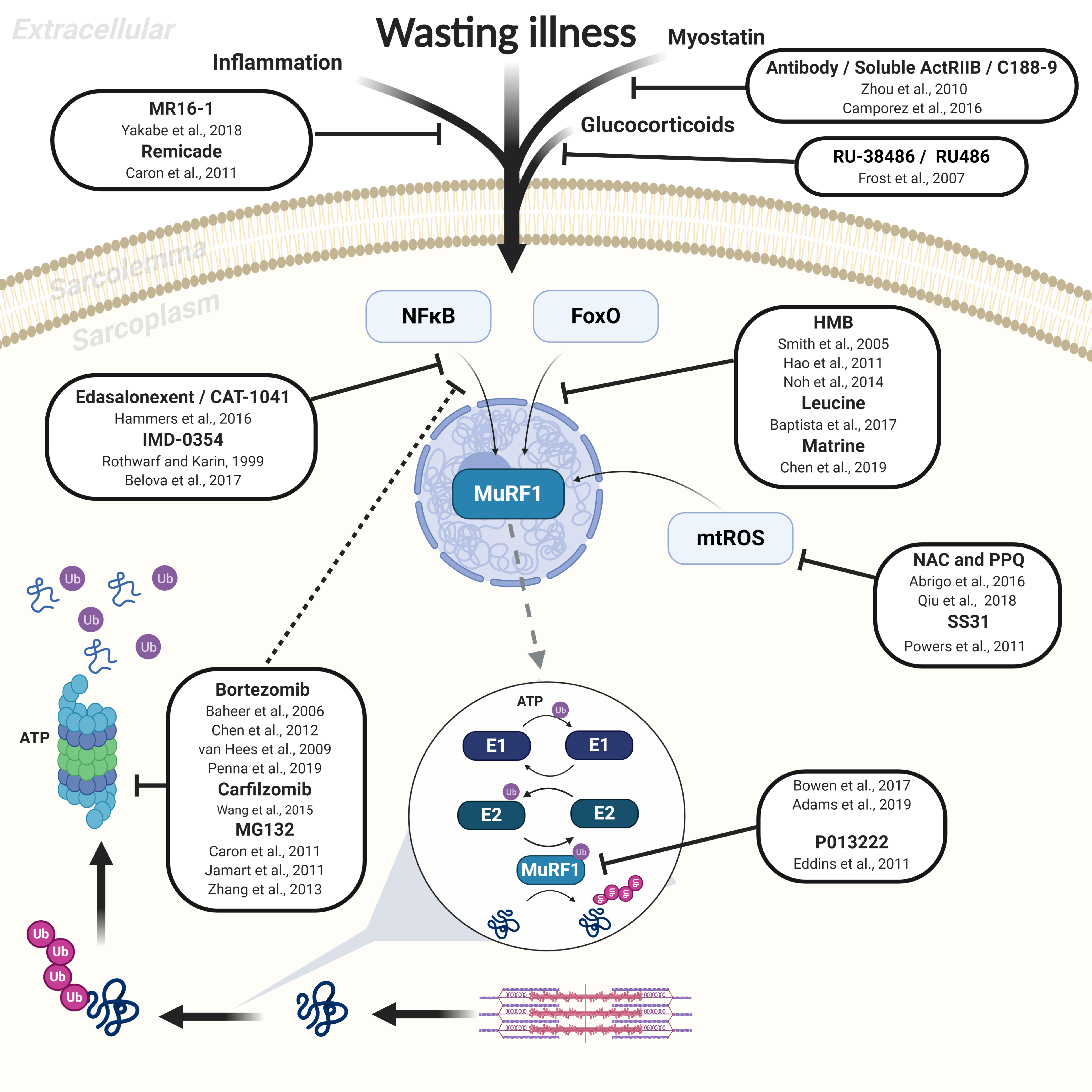 Ijms 21 04681 g001 Ijms 21 04681 g001