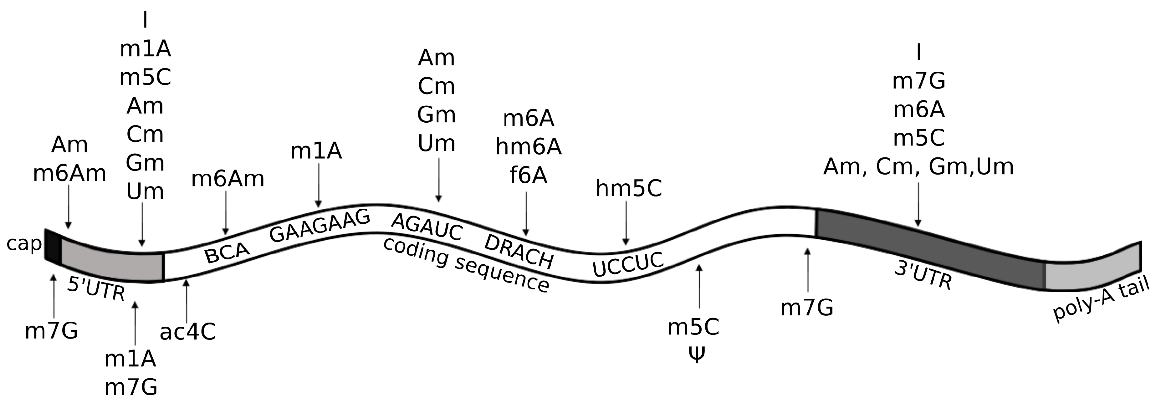 Ijms 21 04684 g005 Ijms 21 04684 g005