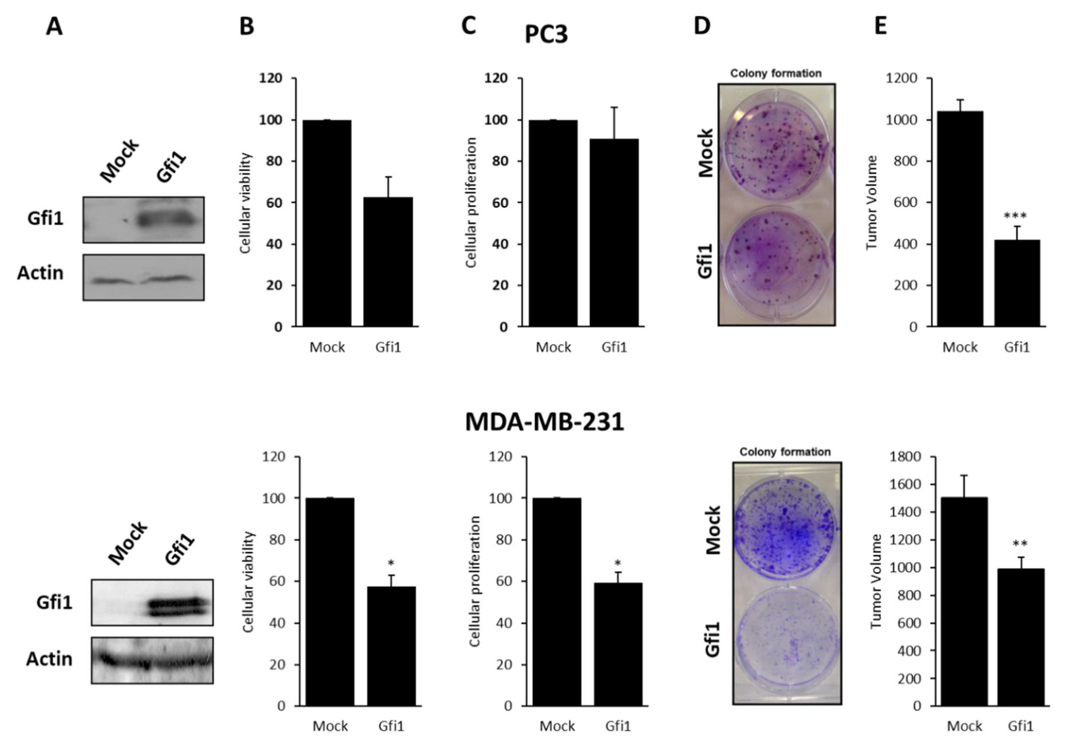 Ijms 21 04687 g003 Ijms 21 04687 g003