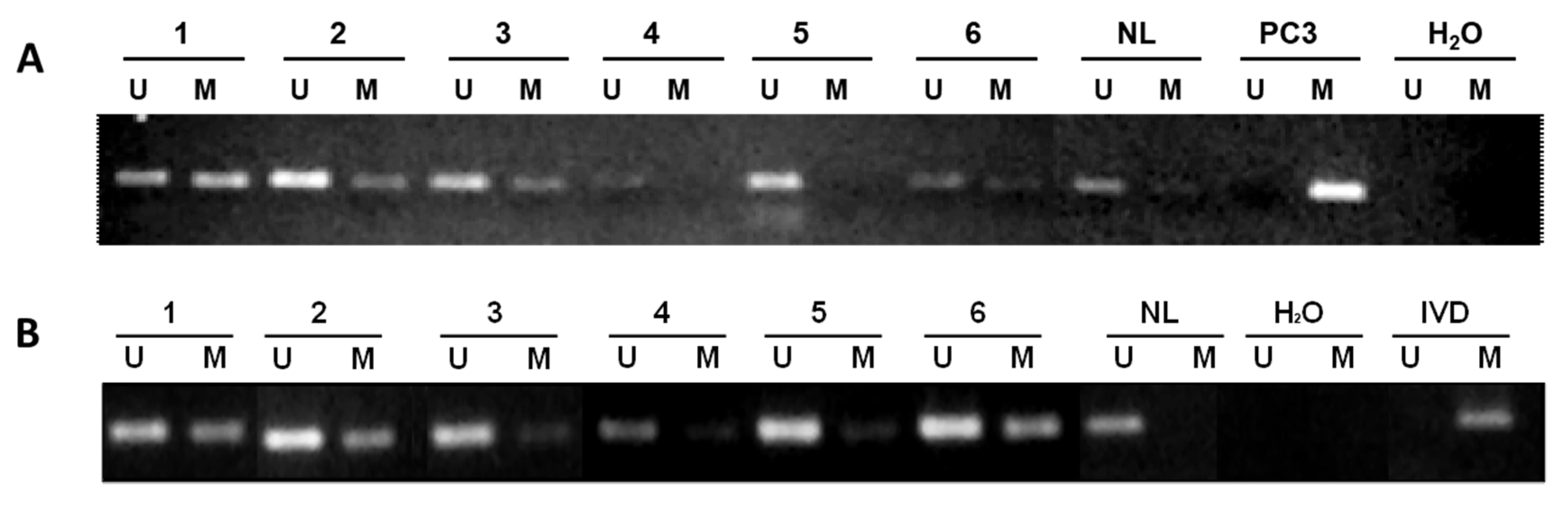 Ijms 21 04687 g005 Ijms 21 04687 g005