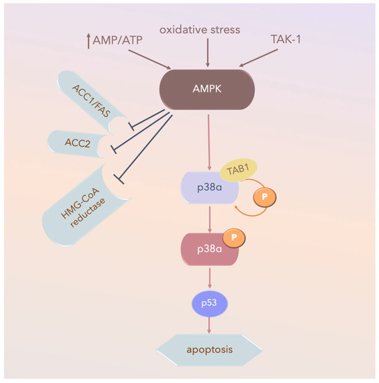 Effect of Acupuncture on the p38 Signaling Pathway in