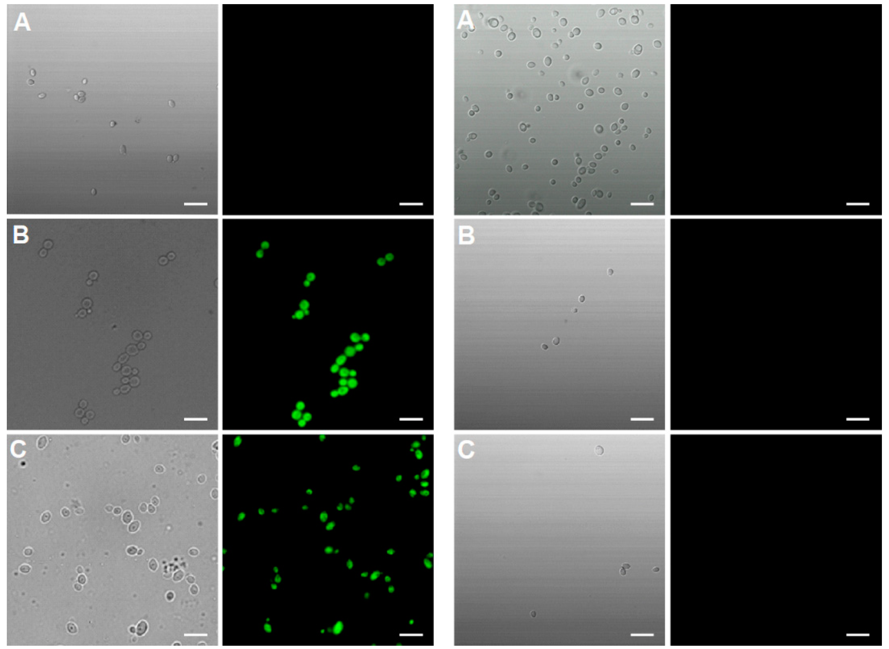 Ijms 21 04696 g004 Ijms 21 04696 g004