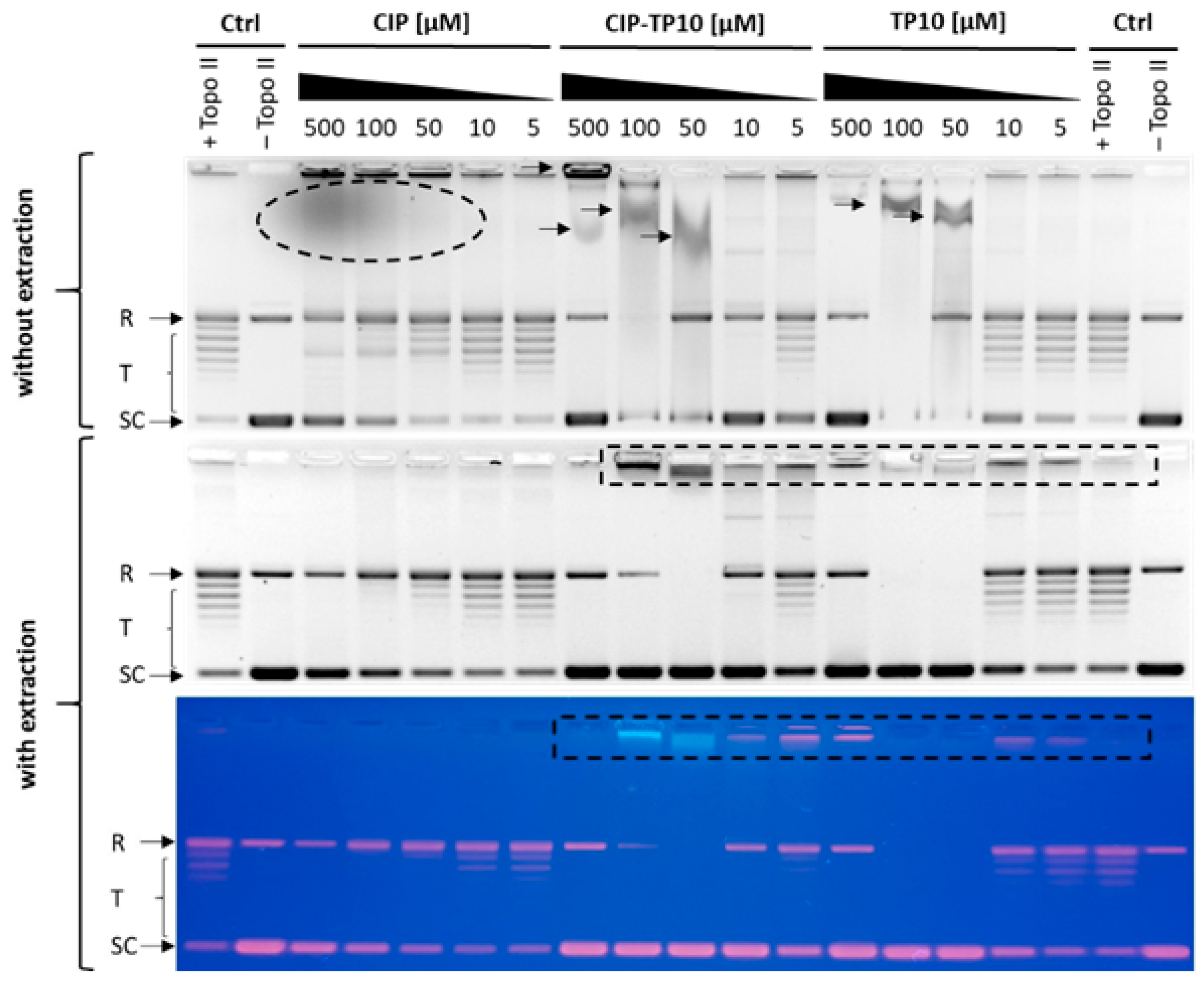 Ijms 21 04696 g008 Ijms 21 04696 g008