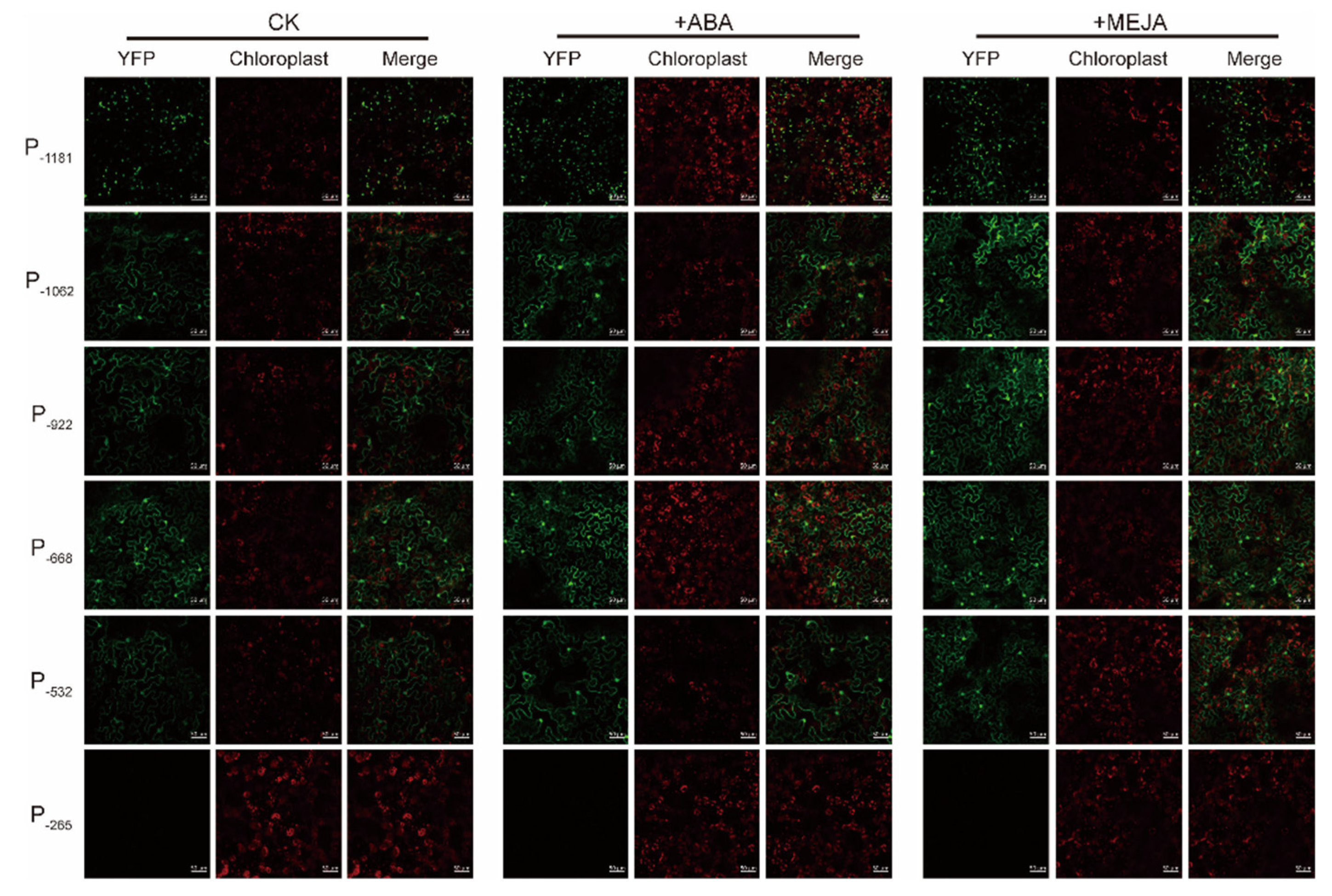 Ijms 21 04705 g005 Ijms 21 04705 g005