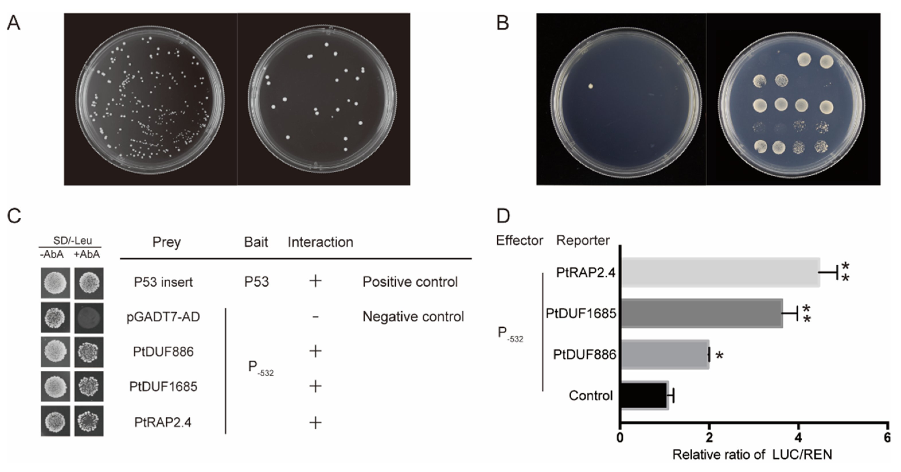 Ijms 21 04705 g006 Ijms 21 04705 g006