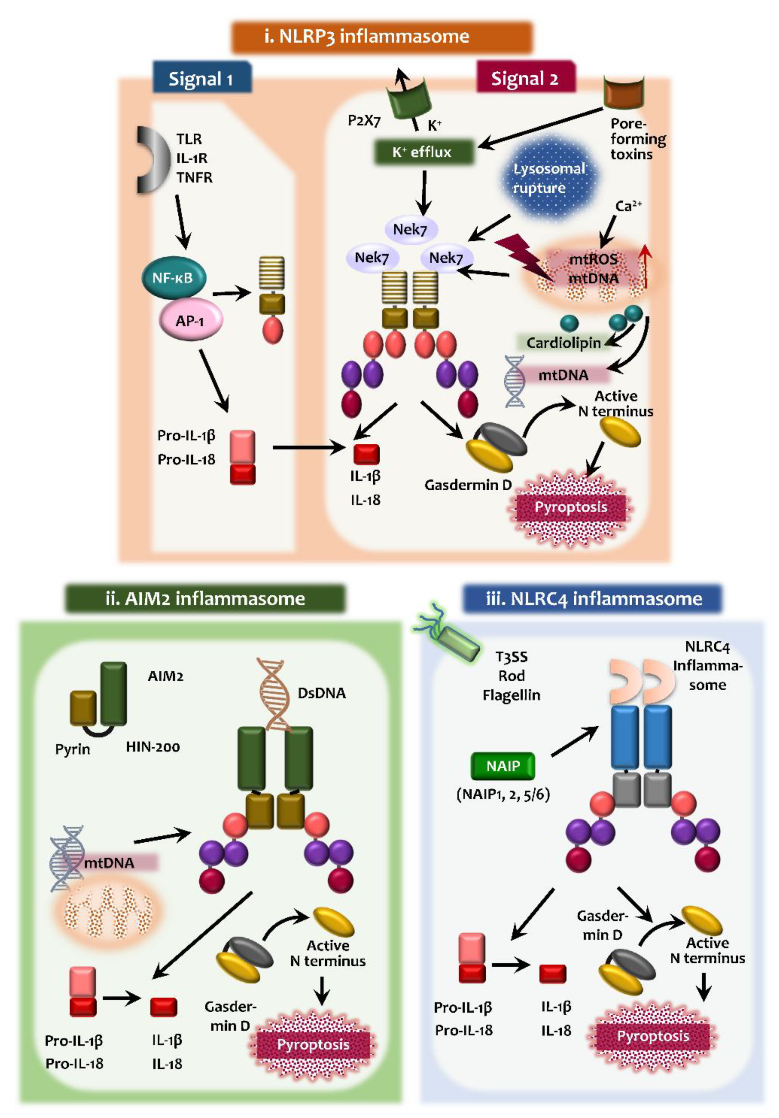 Ijms 21 04714 g001 Ijms 21 04714 g001