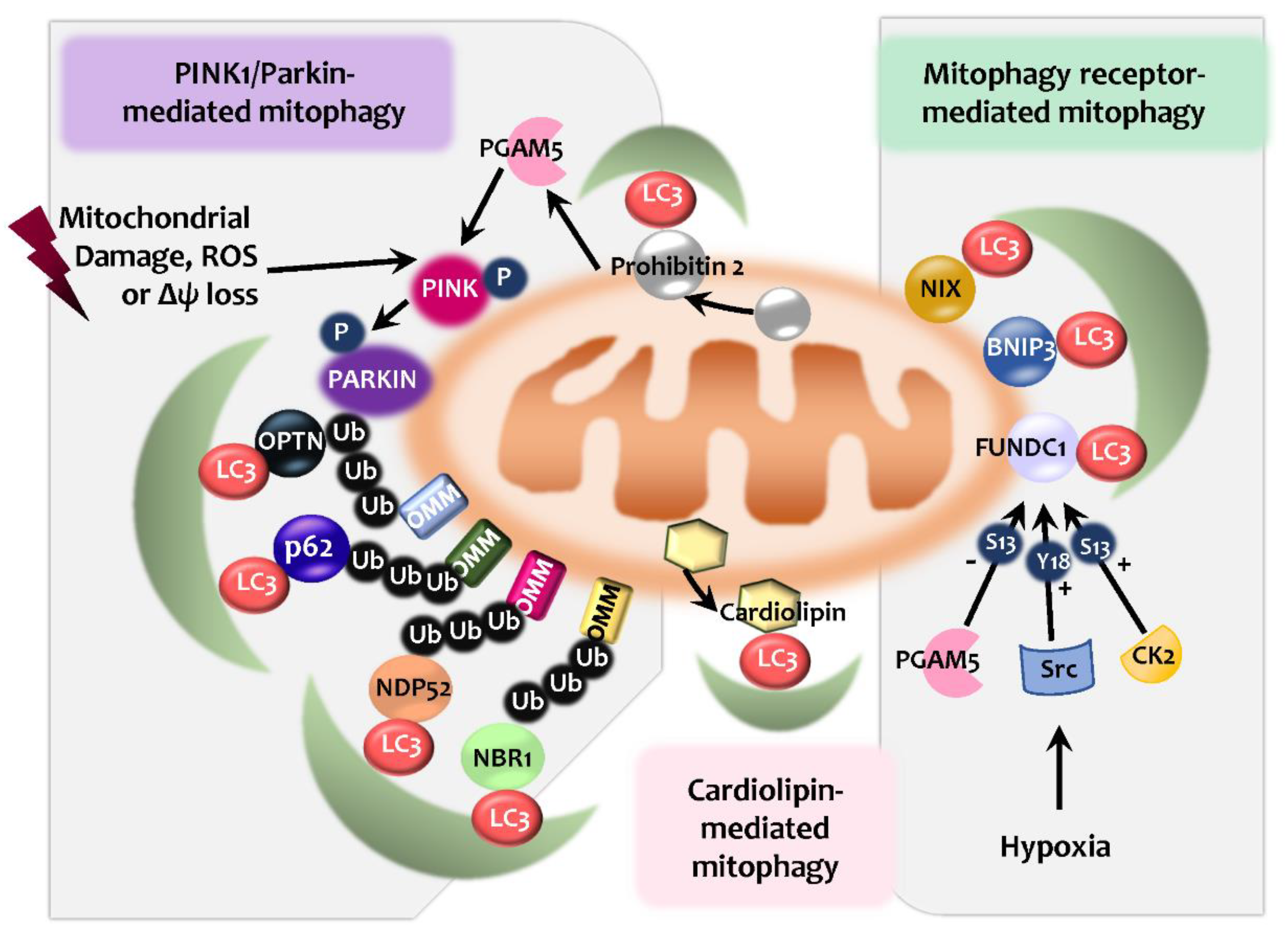 Ijms 21 04714 g002 Ijms 21 04714 g002