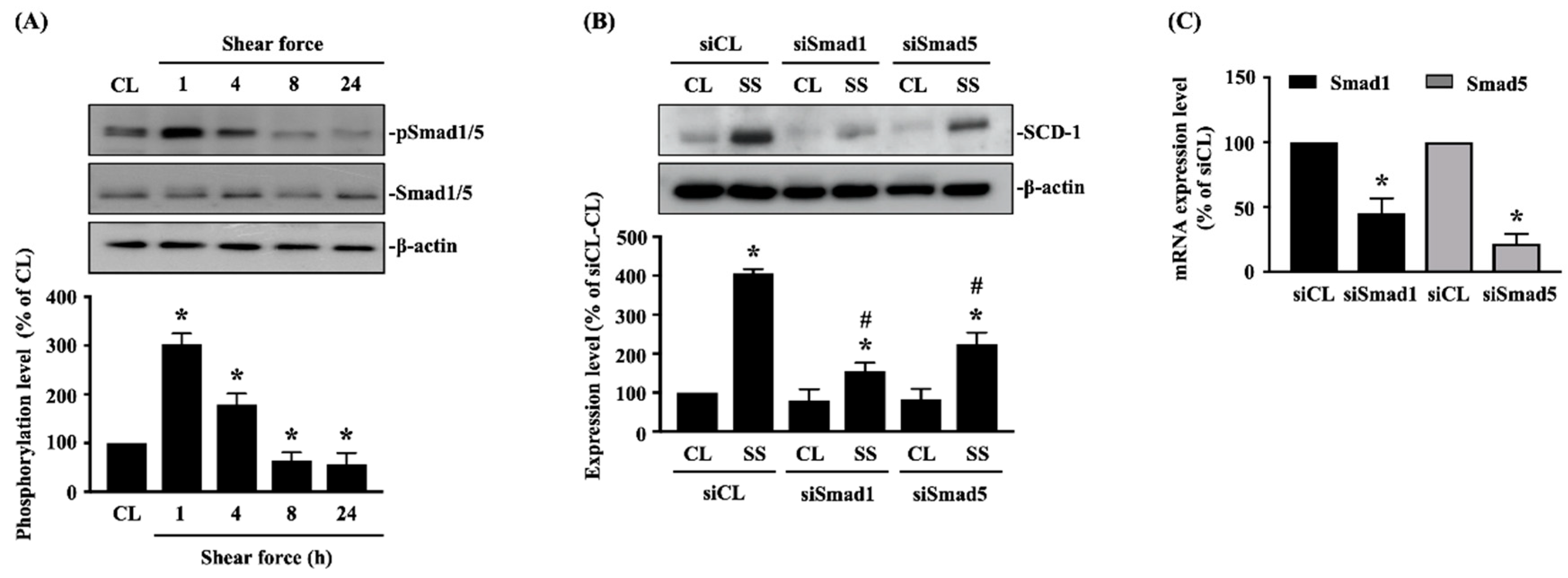 Ijms 21 04720 g002 Ijms 21 04720 g002