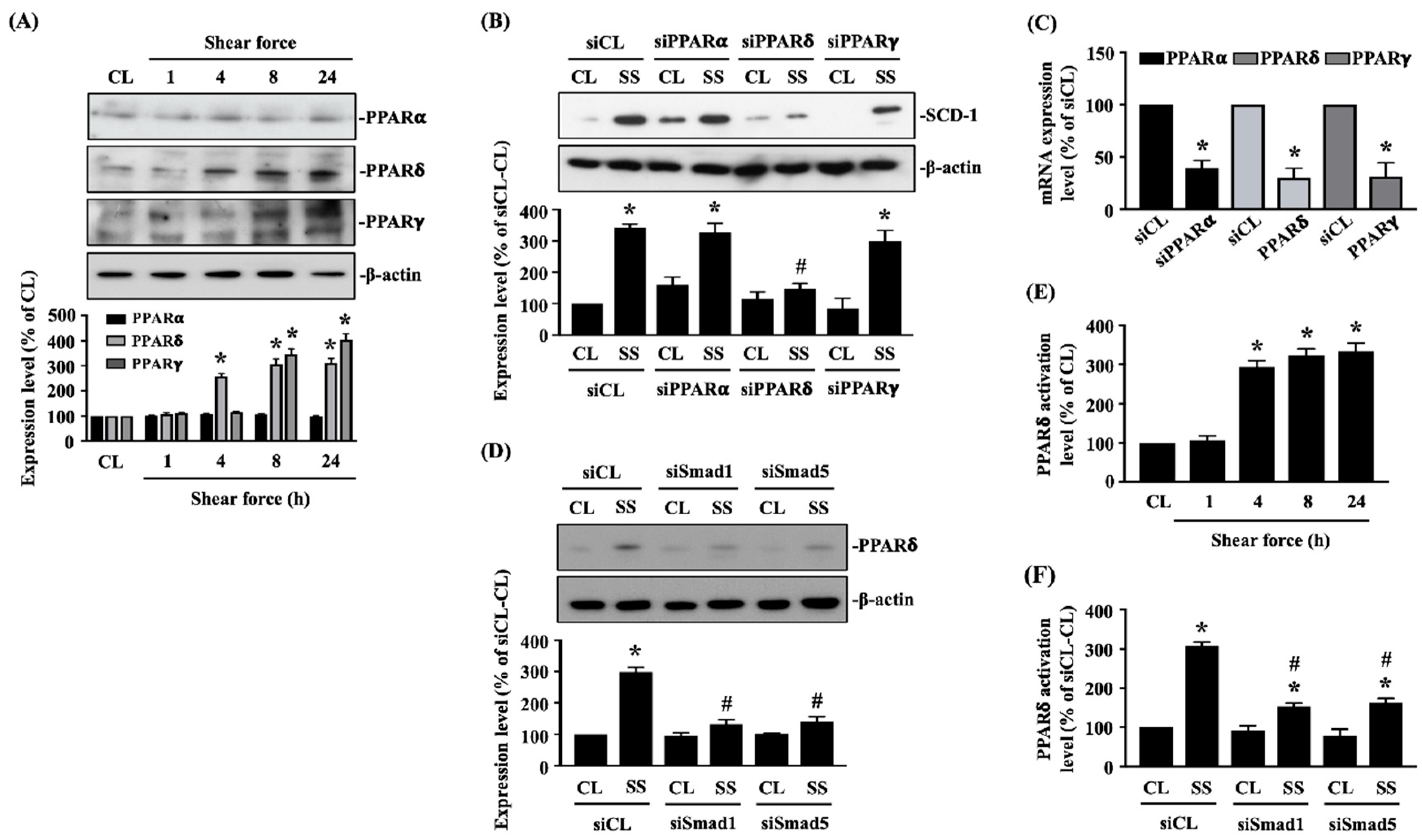 Ijms 21 04720 g003 Ijms 21 04720 g003
