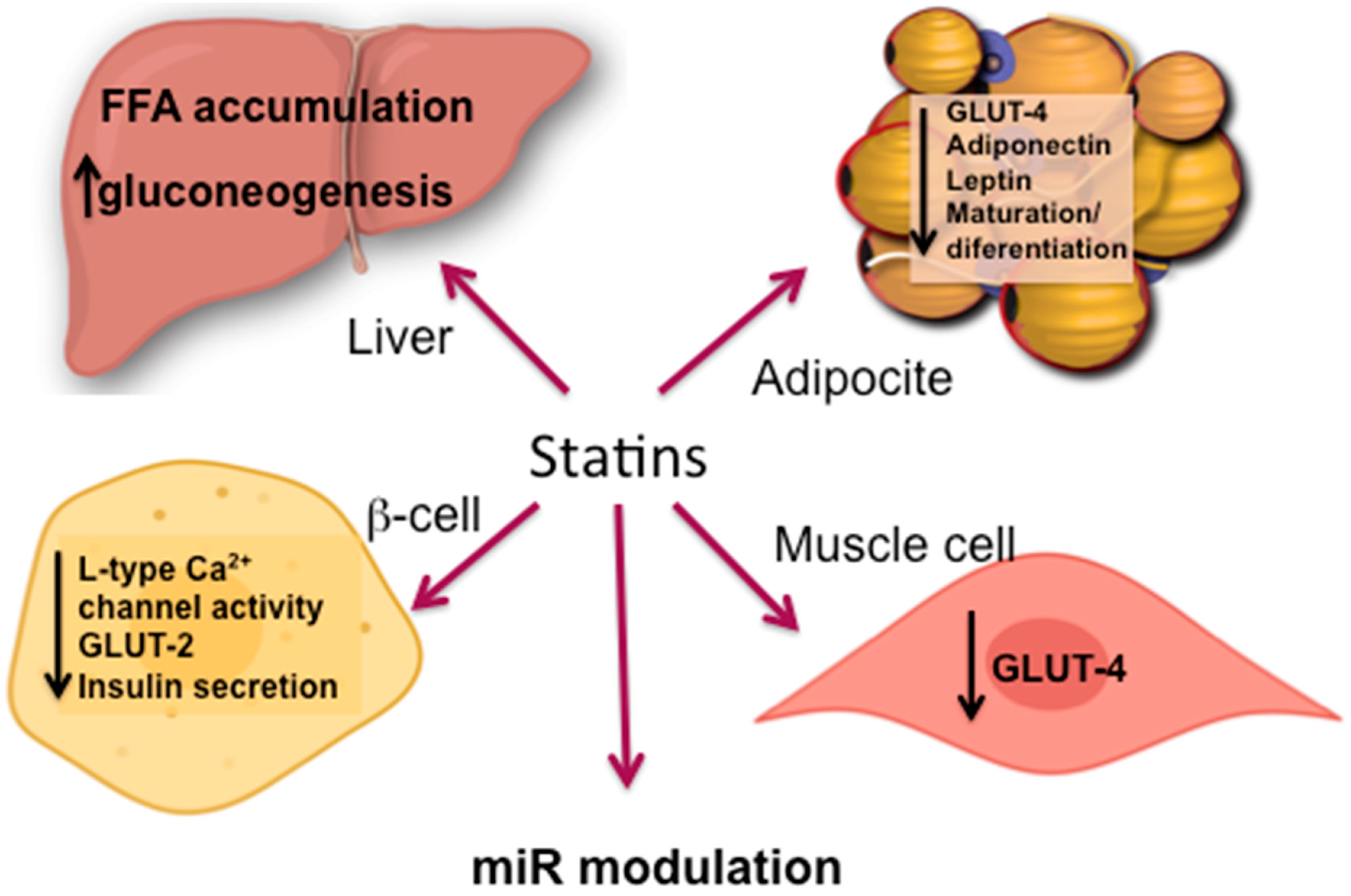 The Diabetogenic Action Of Statins Mechanisms And Clinical Implications Nature Reviews Endocrinology