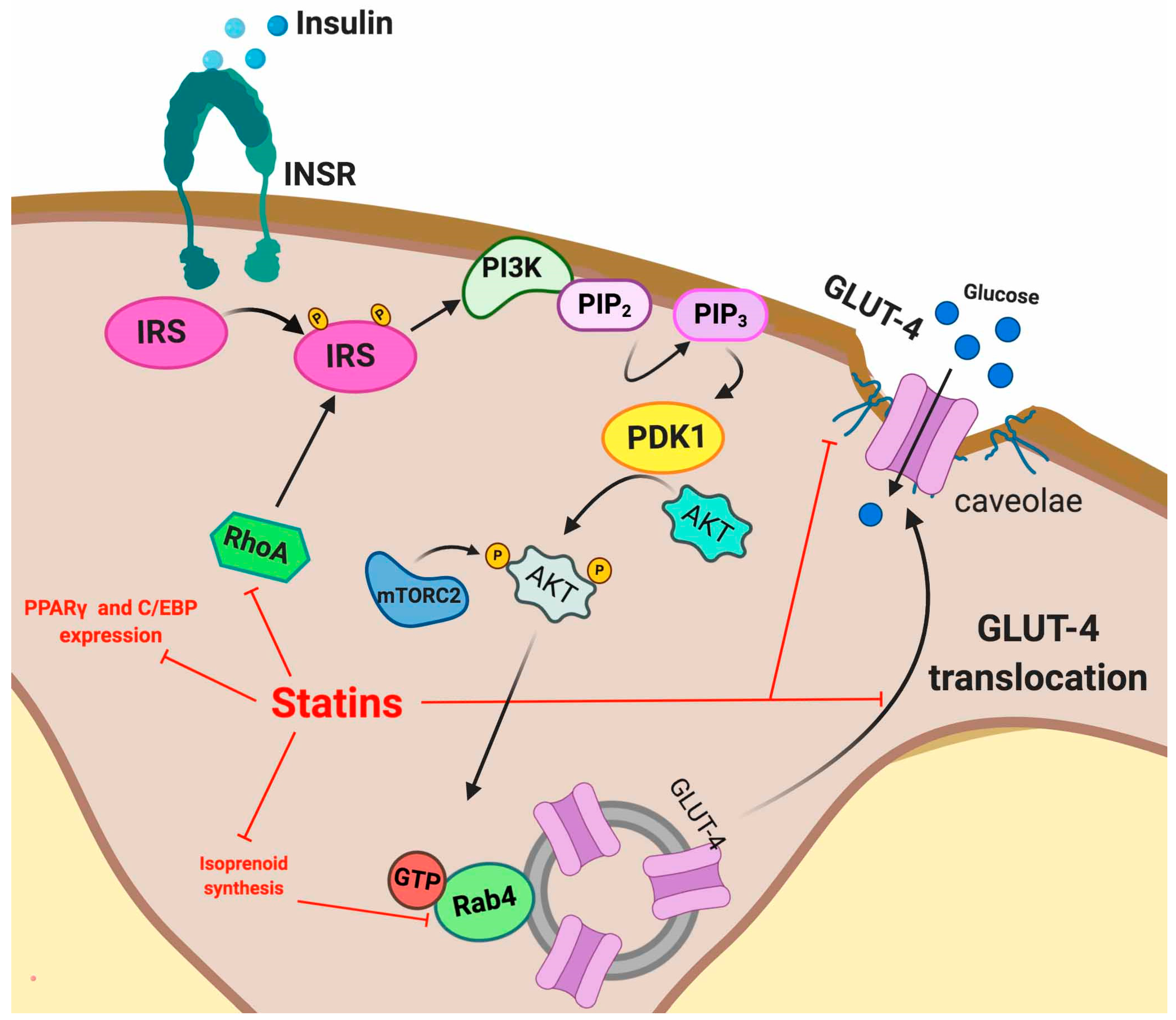 Exercise Training Improves Adipose Tissue Metabolism And Vasculature Regardless Of Baseline Glucose Tolerance And Sex