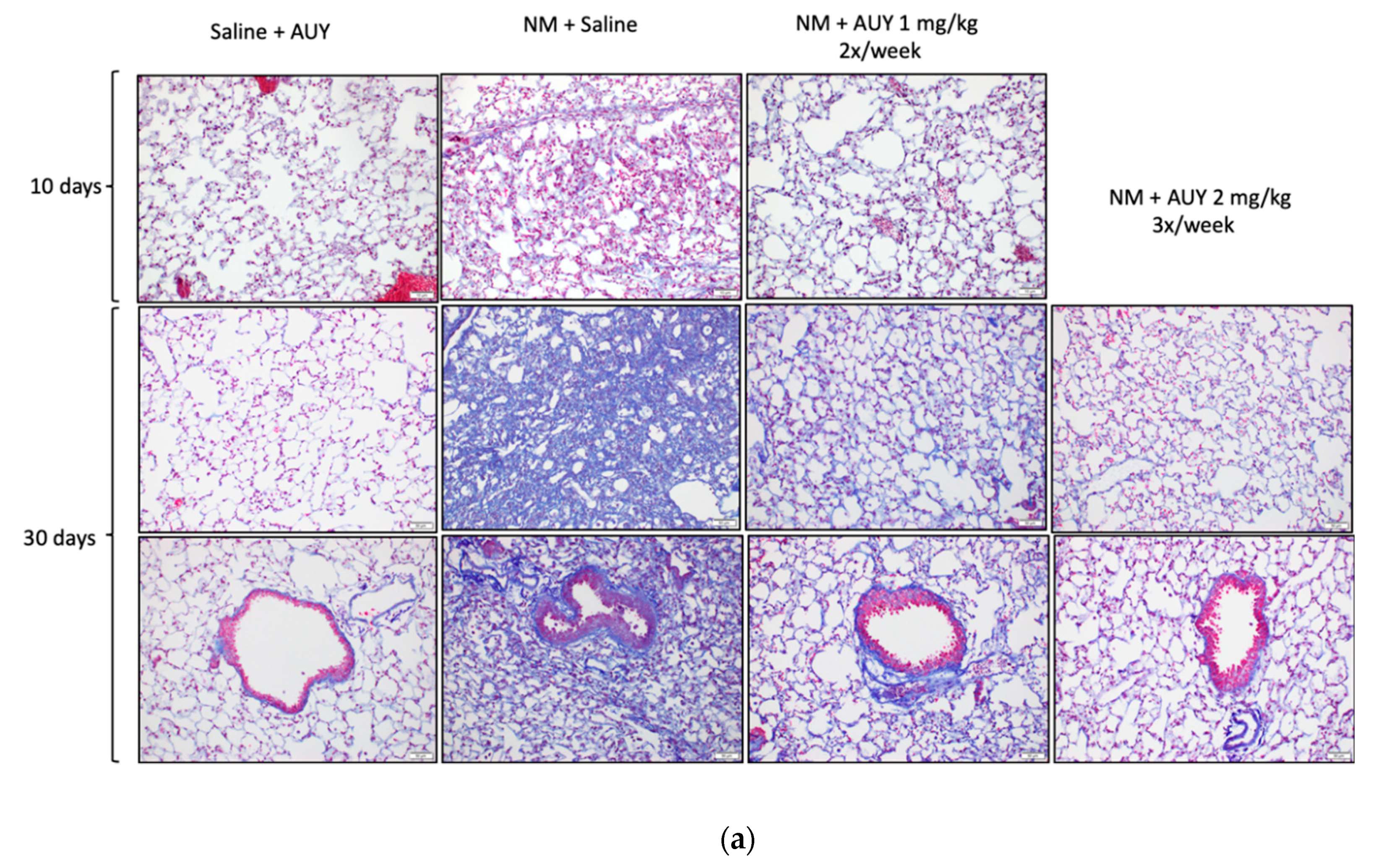 Ijms 21 04740 g003a Ijms 21 04740 g003a