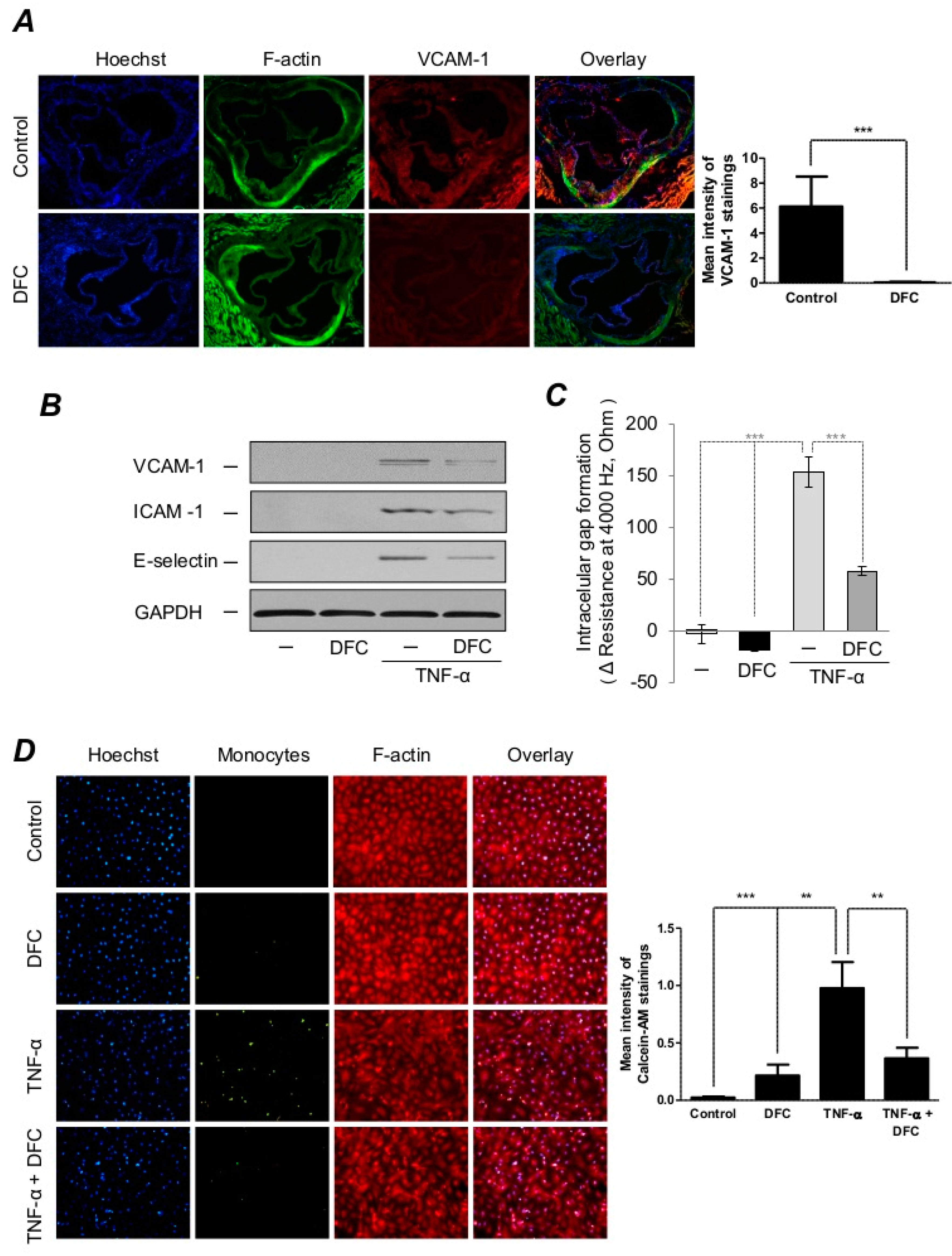 Ijms Free Full Text The Fungal Iron Chelator Desferricoprogen Inhibits Atherosclerotic Plaque Formation Html