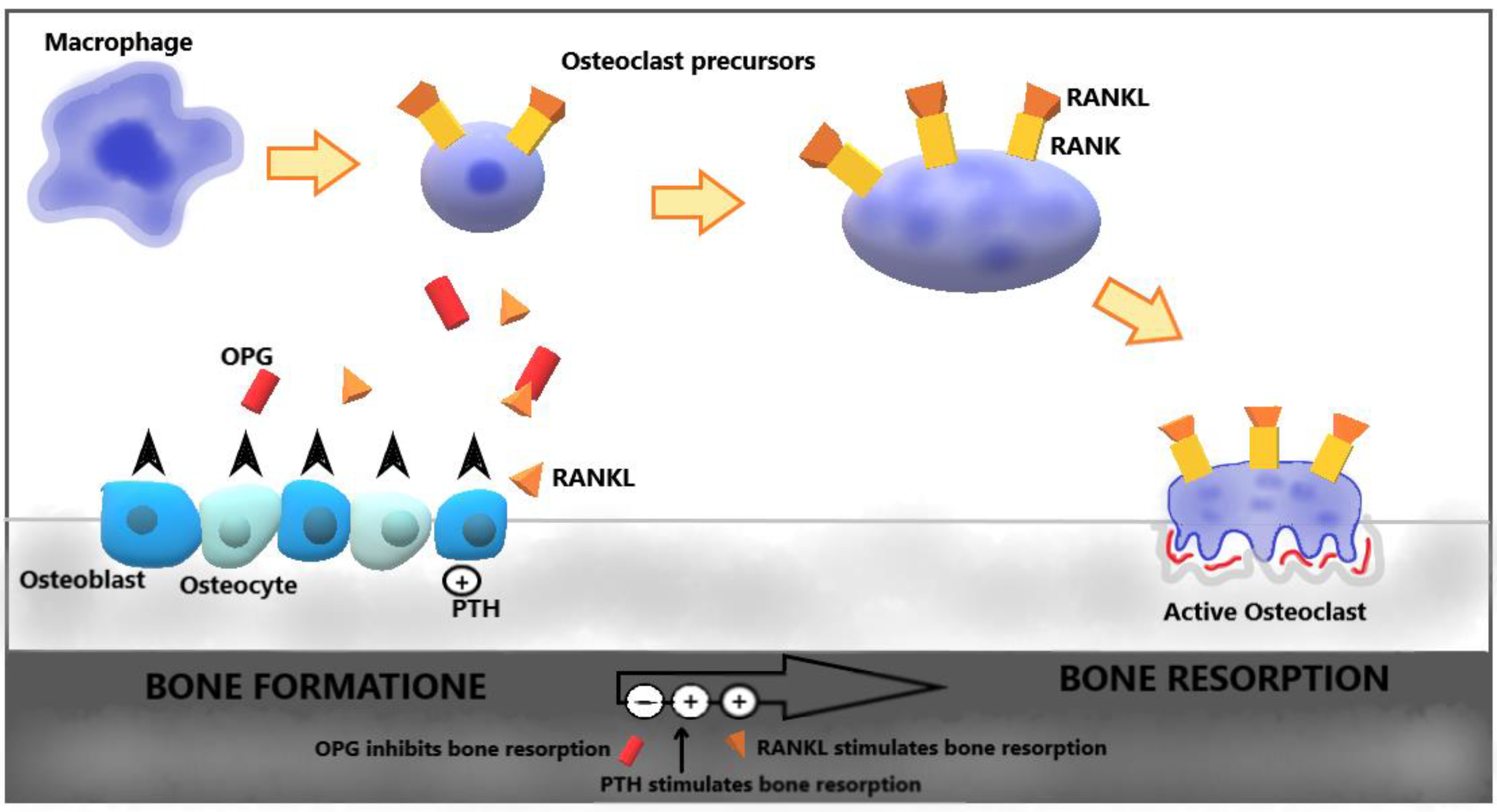 Ijms Free Full Text Osteoporosis In Skin Diseases Html